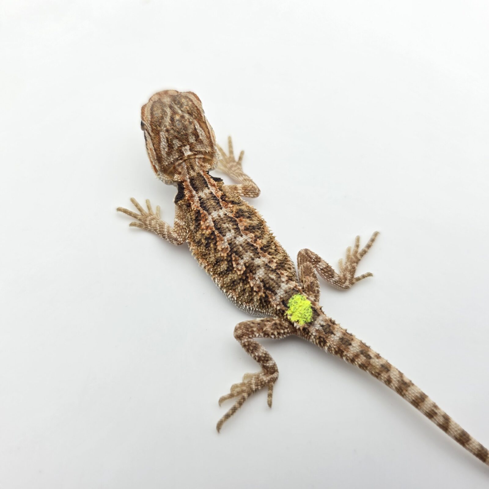 Pogona vitticeps "Hypo citrus orange blue bar 66% het.trans" insexé 2026 Nom/référence : DEGI