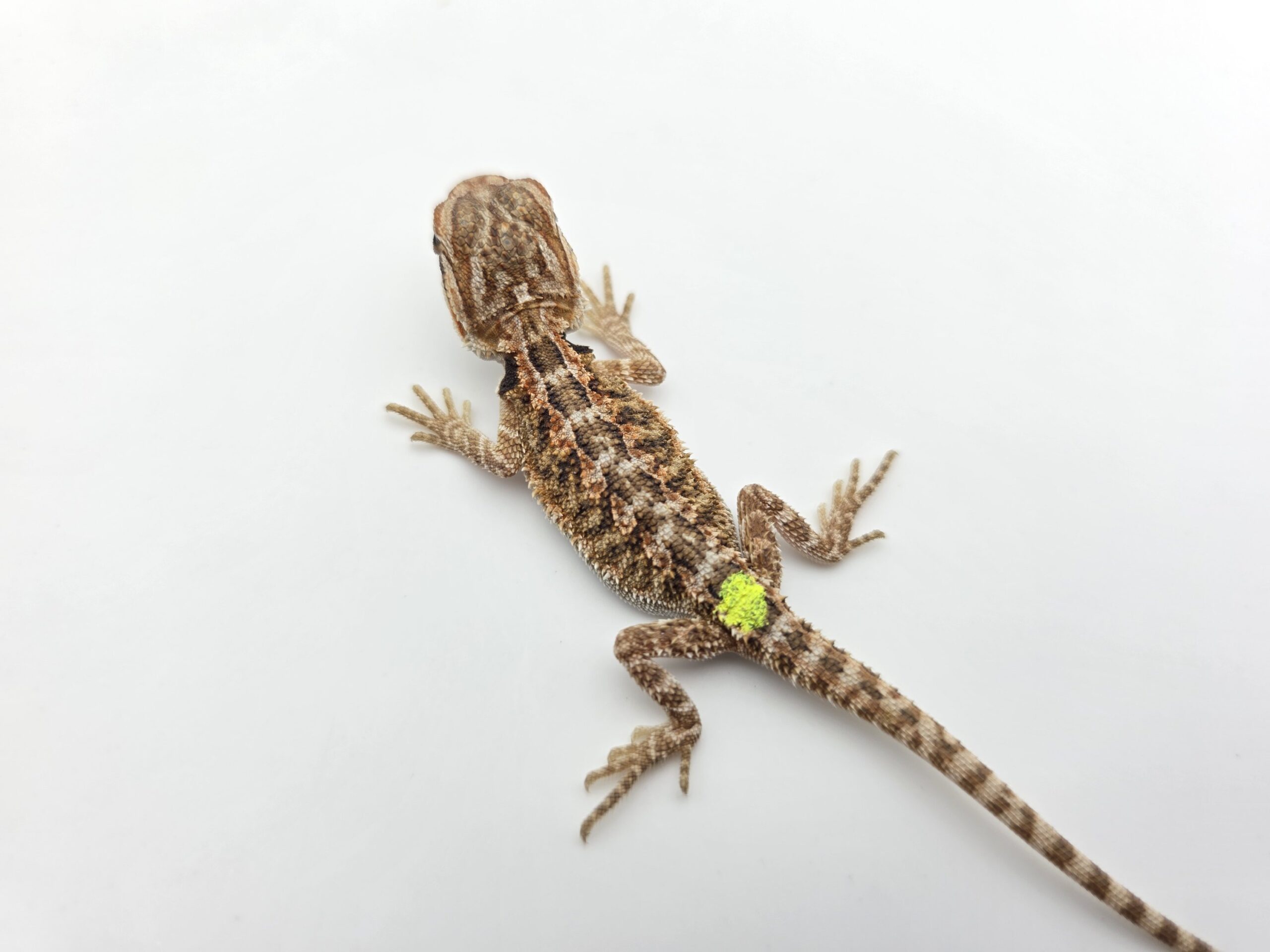 Pogona vitticeps "Hypo citrus orange blue bar 66% het.trans" insexé 2026 Nom/référence : DEGI