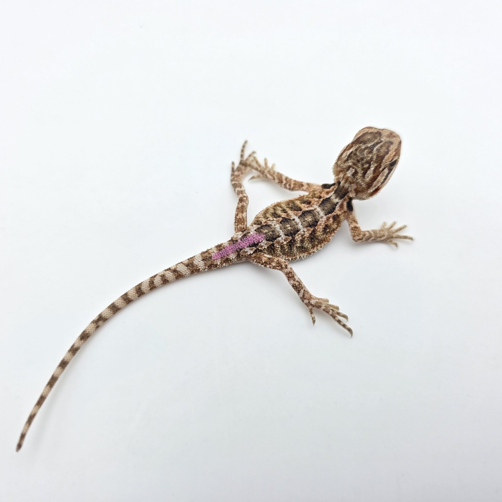 Pogona vitticeps "Citrus orange blue bar 100% het.hypo 66% het.trans" insexé 2026 Nom/référence : ASIVI