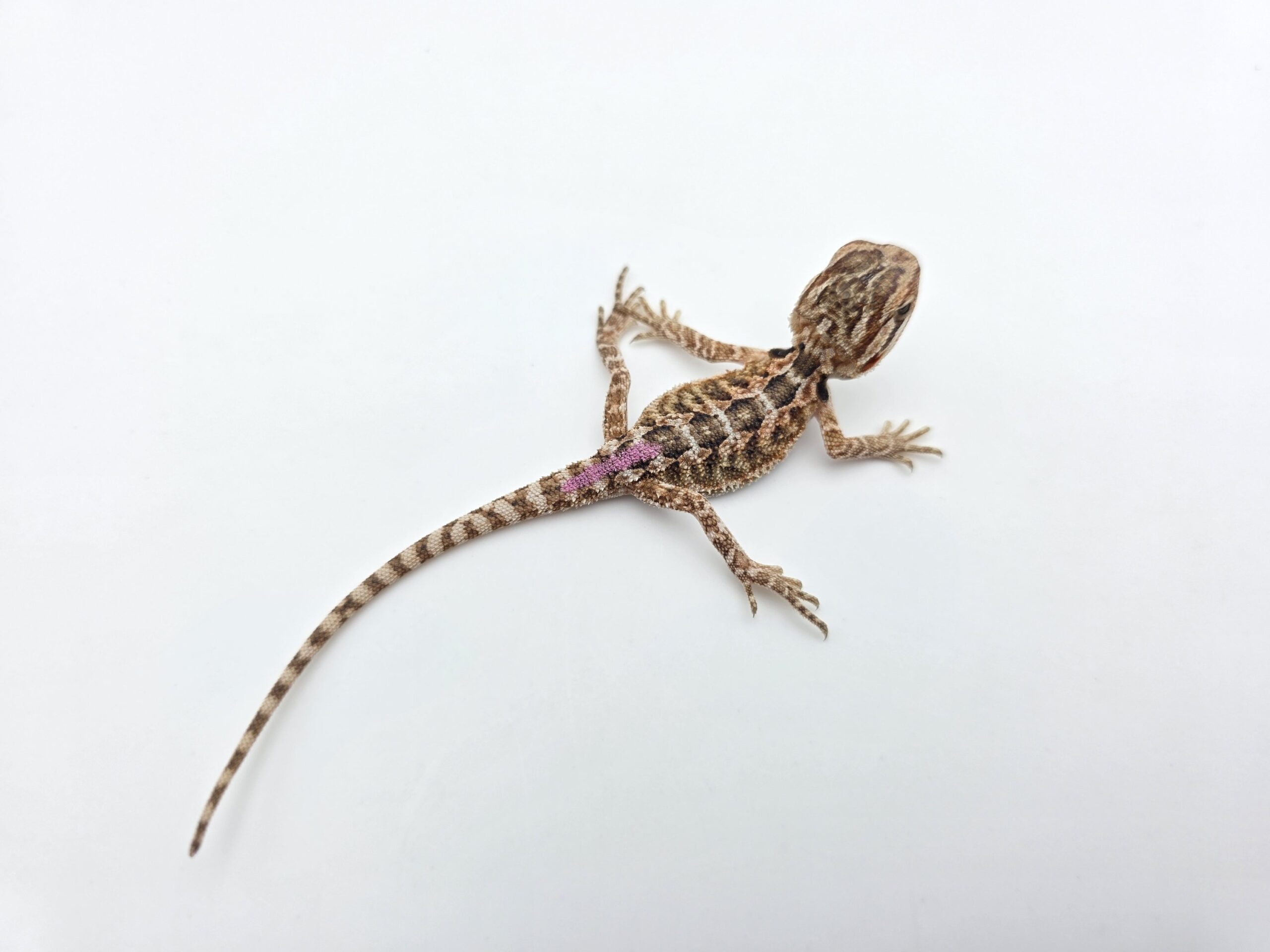 Pogona vitticeps "Citrus orange blue bar 100% het.hypo 66% het.trans" insexé 2026 Nom/référence : ASIVI