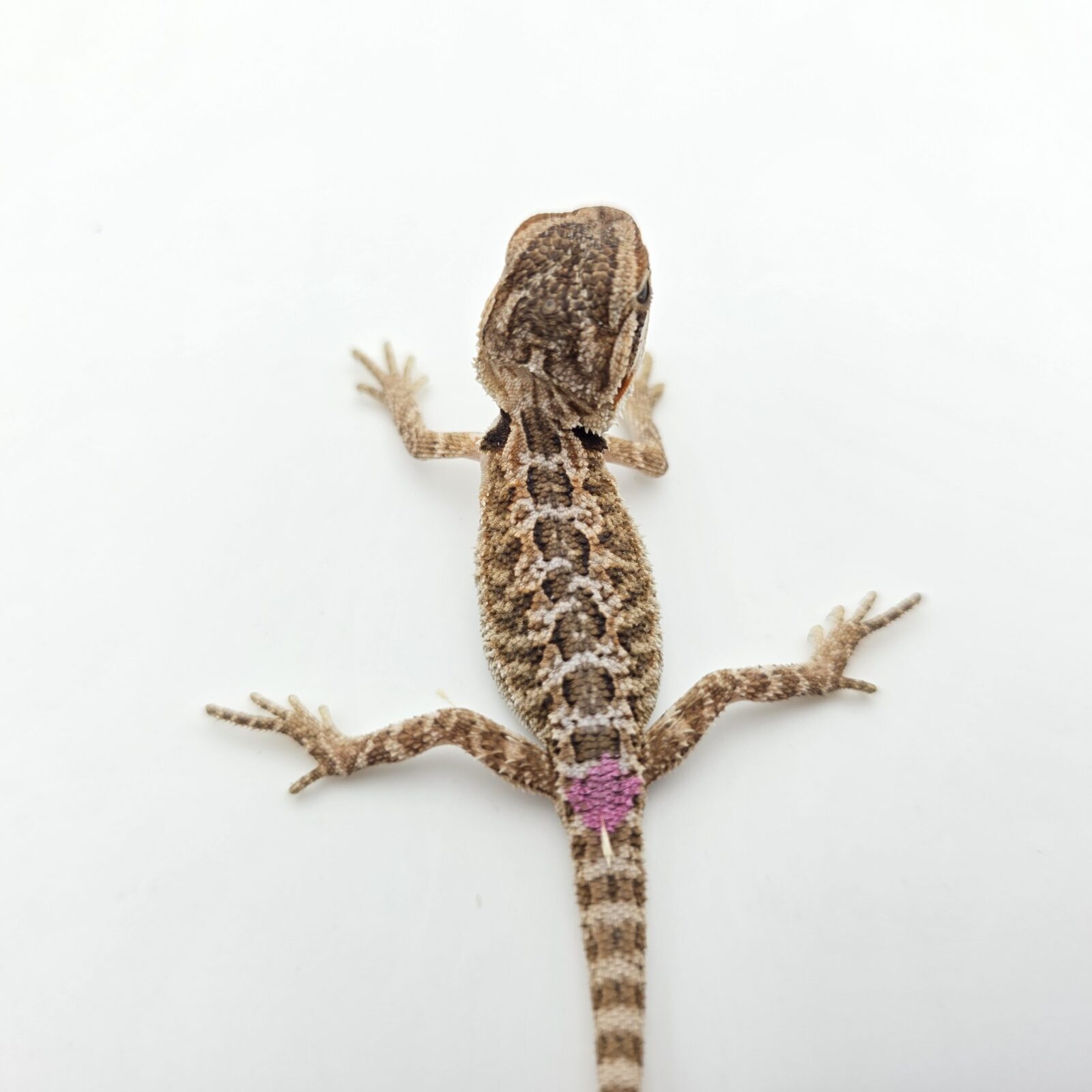 Pogona vitticeps "Citrus orange blue bar 100% het.hypo 66% het.trans" insexé 2026 Nom/référence : POVI