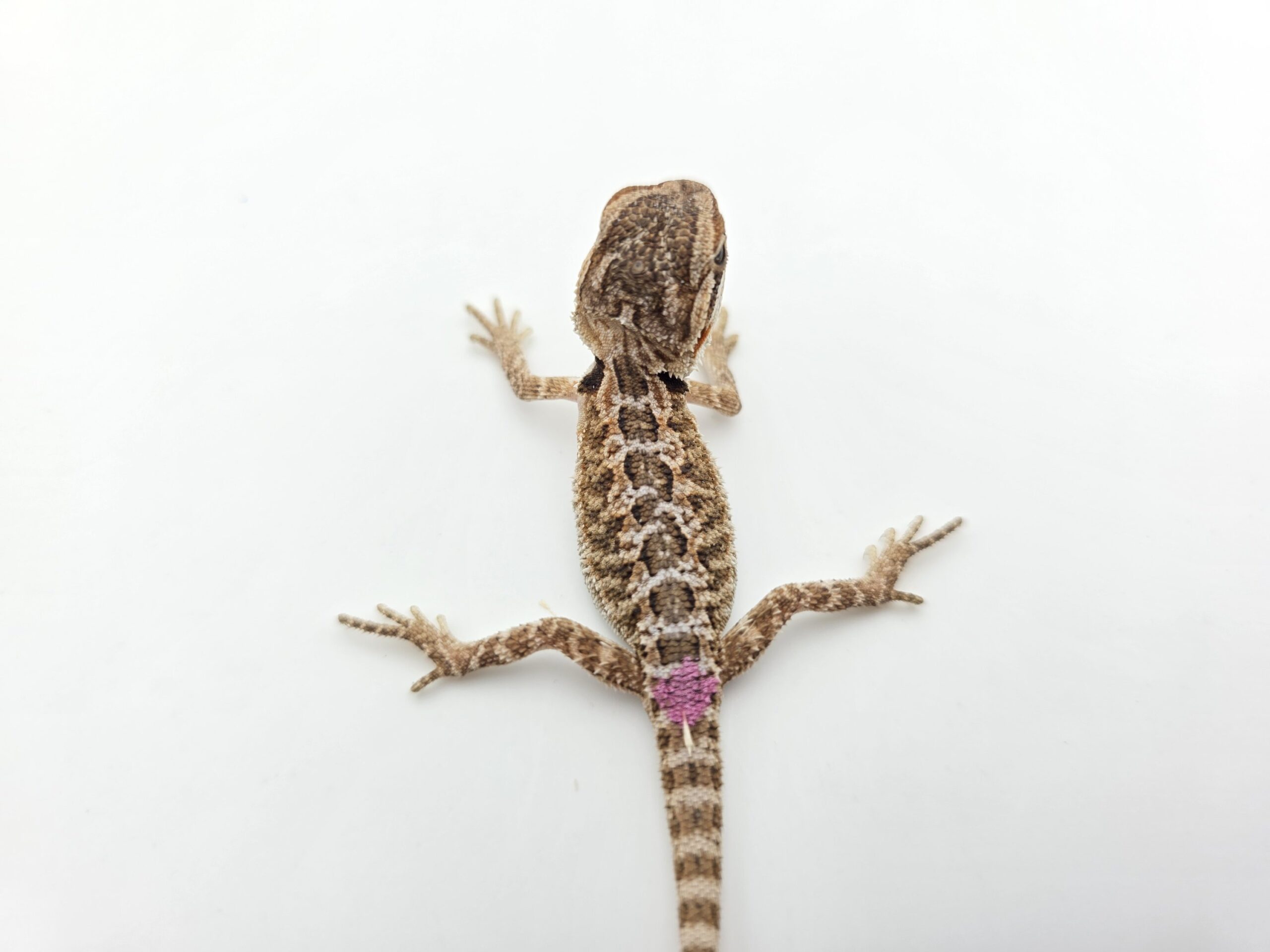 Pogona vitticeps "Citrus orange blue bar 100% het.hypo 66% het.trans" insexé 2026 Nom/référence : POVI