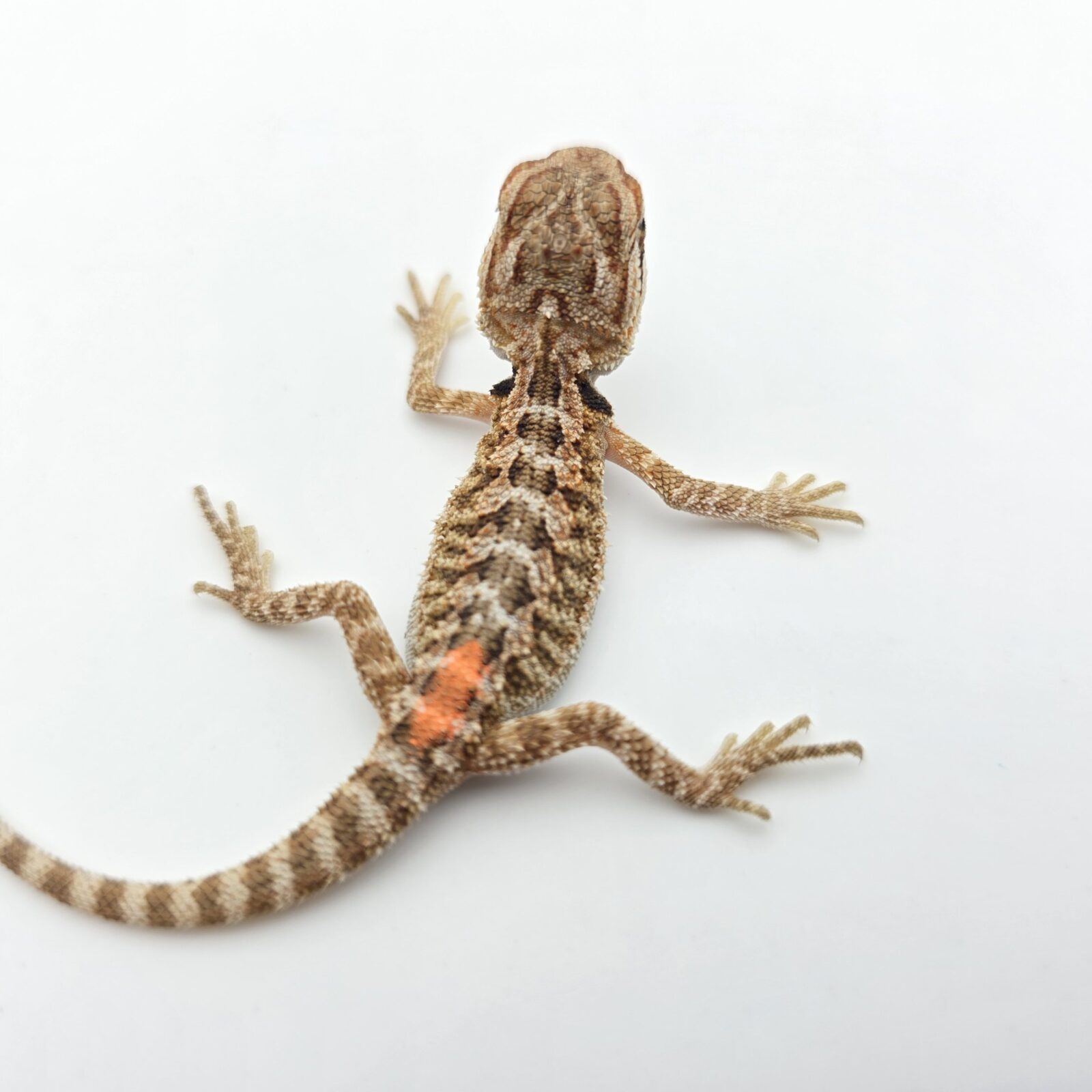 Pogona vitticeps "Hypo citrus orange blue bar 66% het.trans" insexé 2026 Nom/référence : VITILI