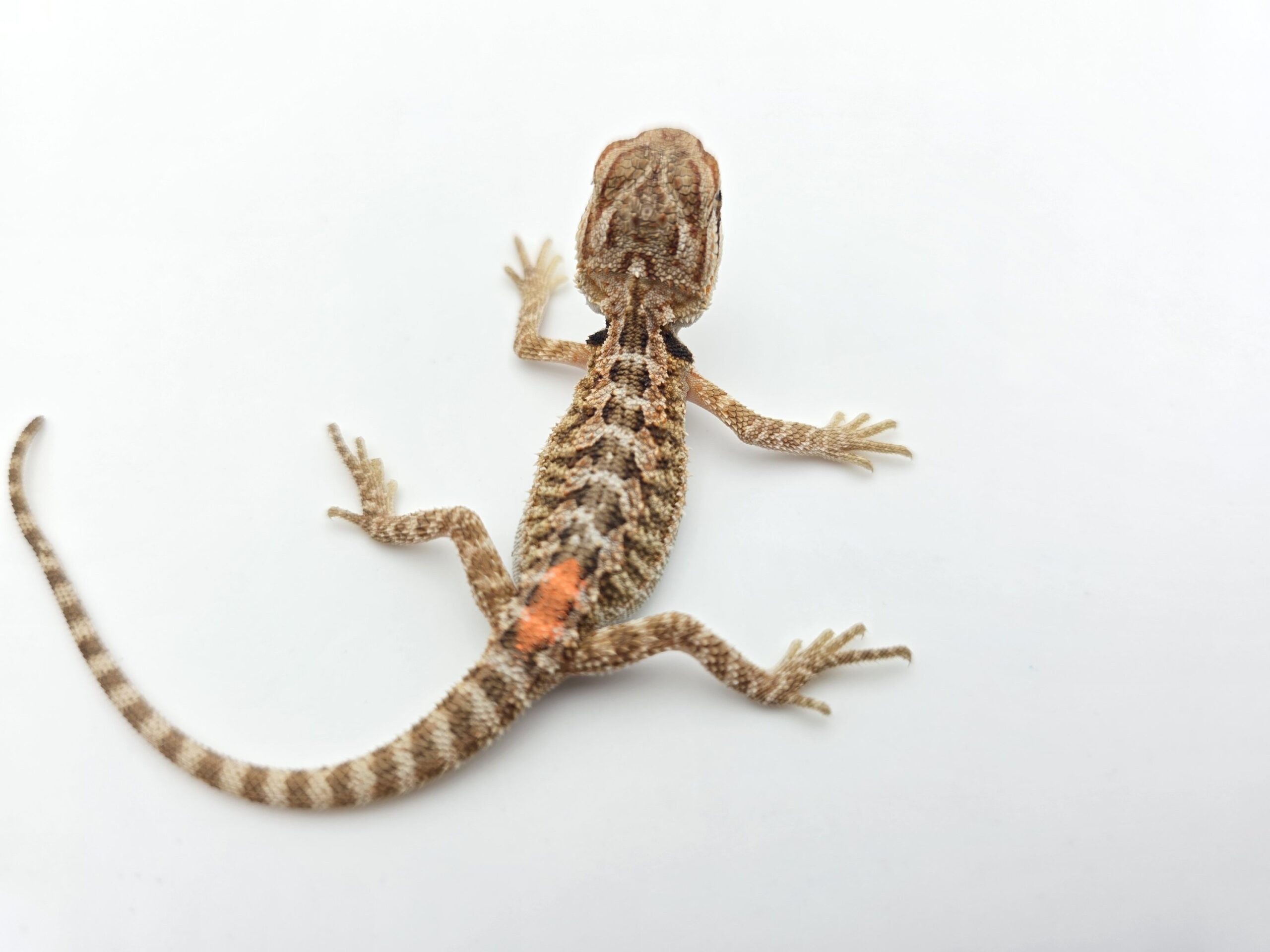 Pogona vitticeps "Hypo citrus orange blue bar 66% het.trans" insexé 2026 Nom/référence : VITILI
