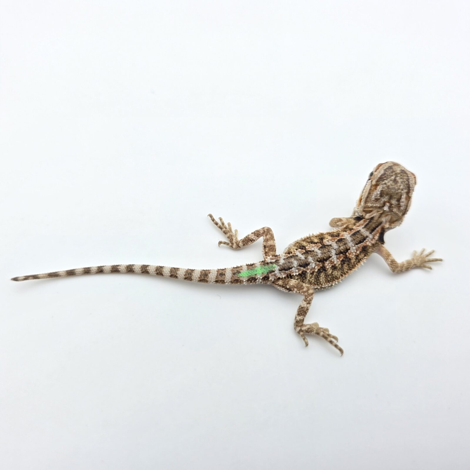 Pogona vitticeps "Citrus orange blue bar 100% het.hypo 66% het.trans" insexé 2026 Nom/référence : MOVI