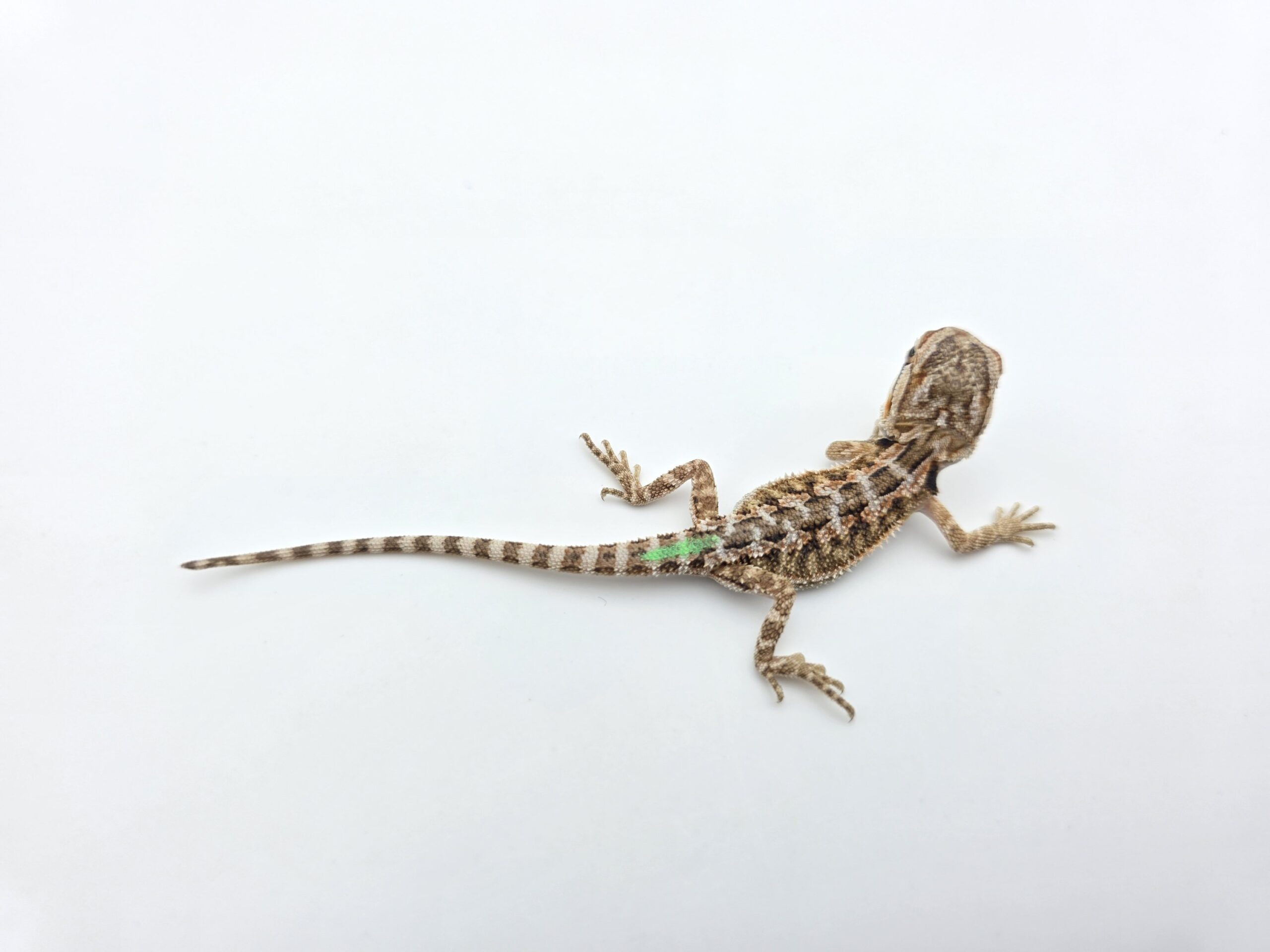 Pogona vitticeps "Citrus orange blue bar 100% het.hypo 66% het.trans" insexé 2026 Nom/référence : MOVI