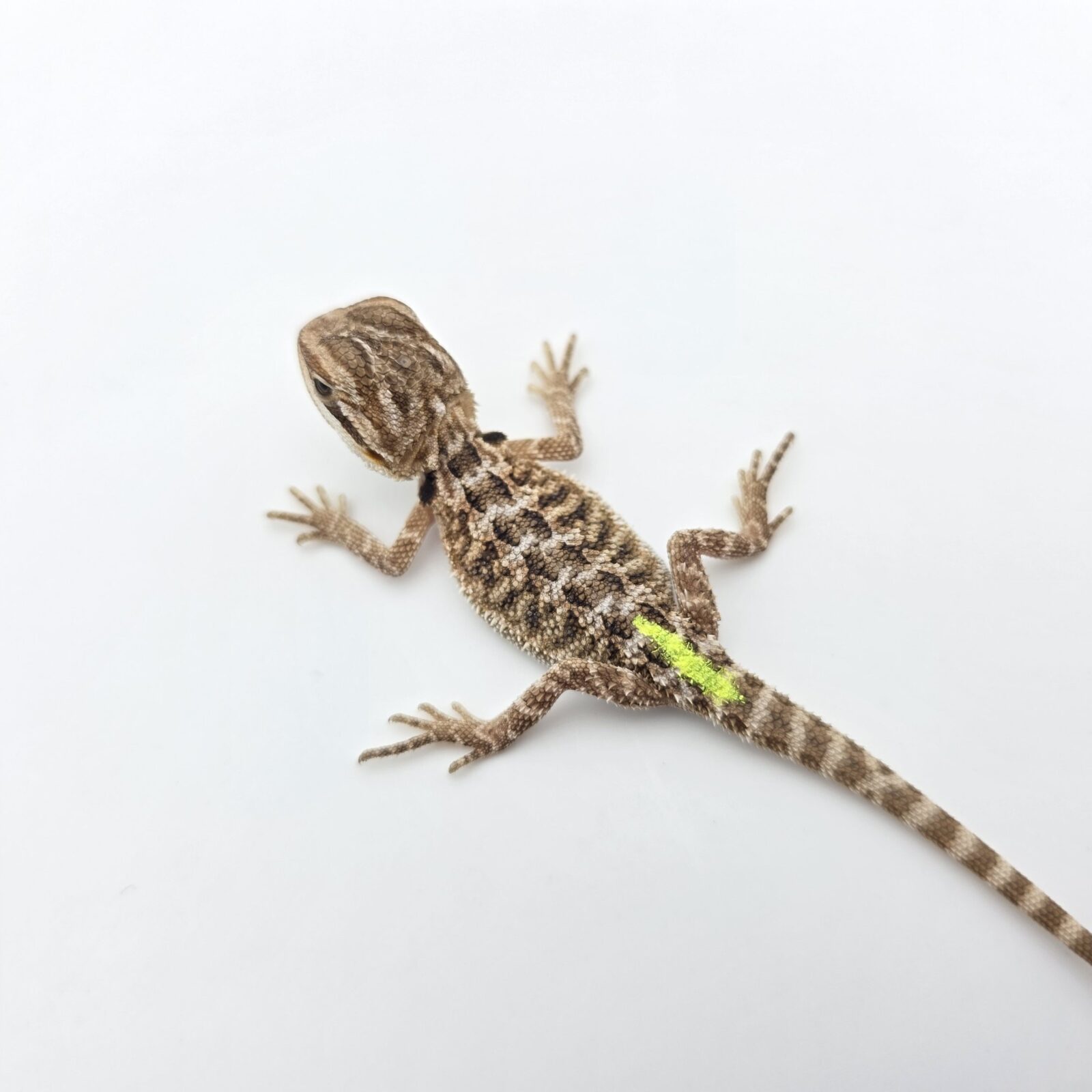 Pogona vitticeps "Citrus orange blue bar 100% het.hypo 66% het.trans" insexé 2026 Nom/référence : ROVI