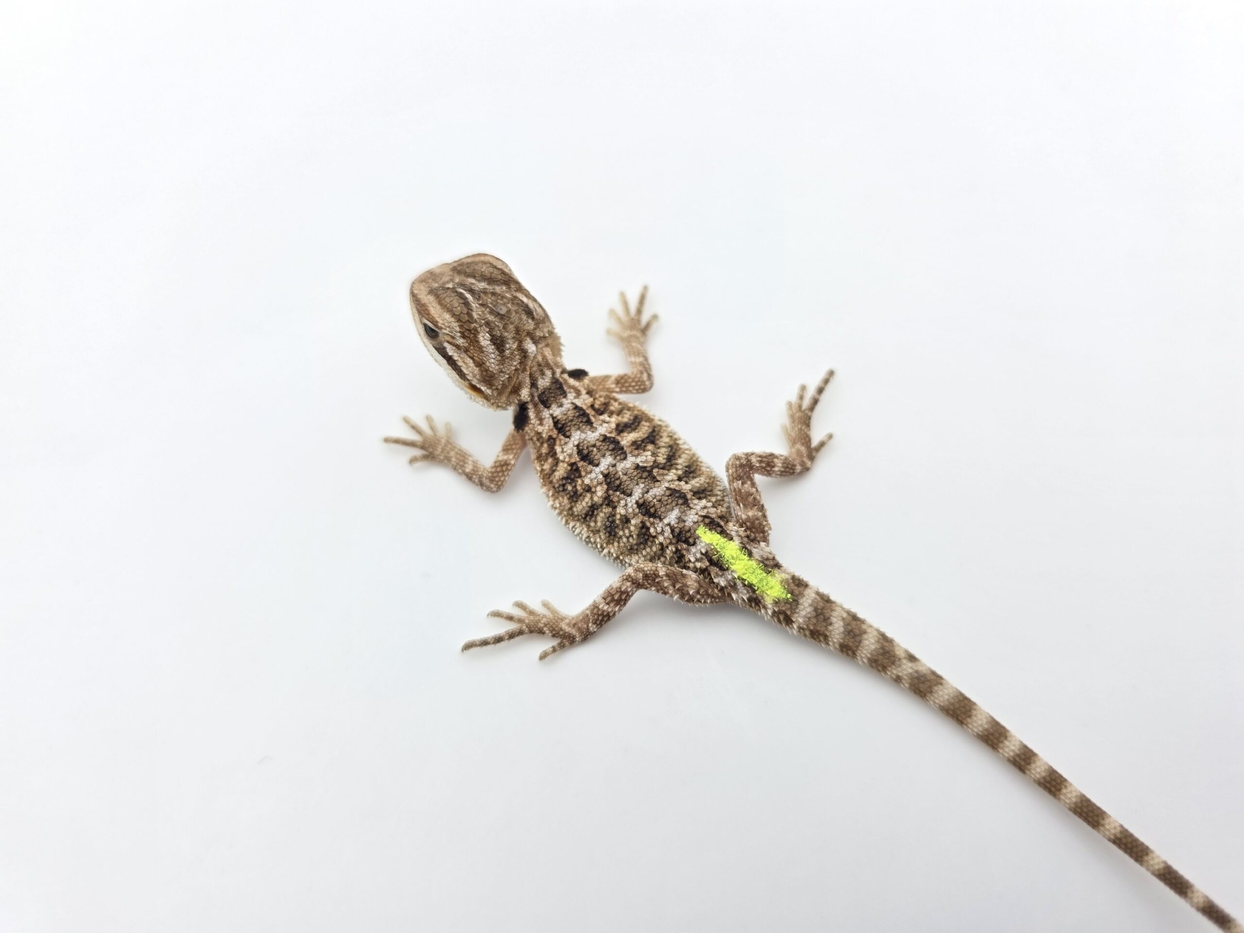 Pogona vitticeps "Citrus orange blue bar 100% het.hypo 66% het.trans" insexé 2026 Nom/référence : ROVI