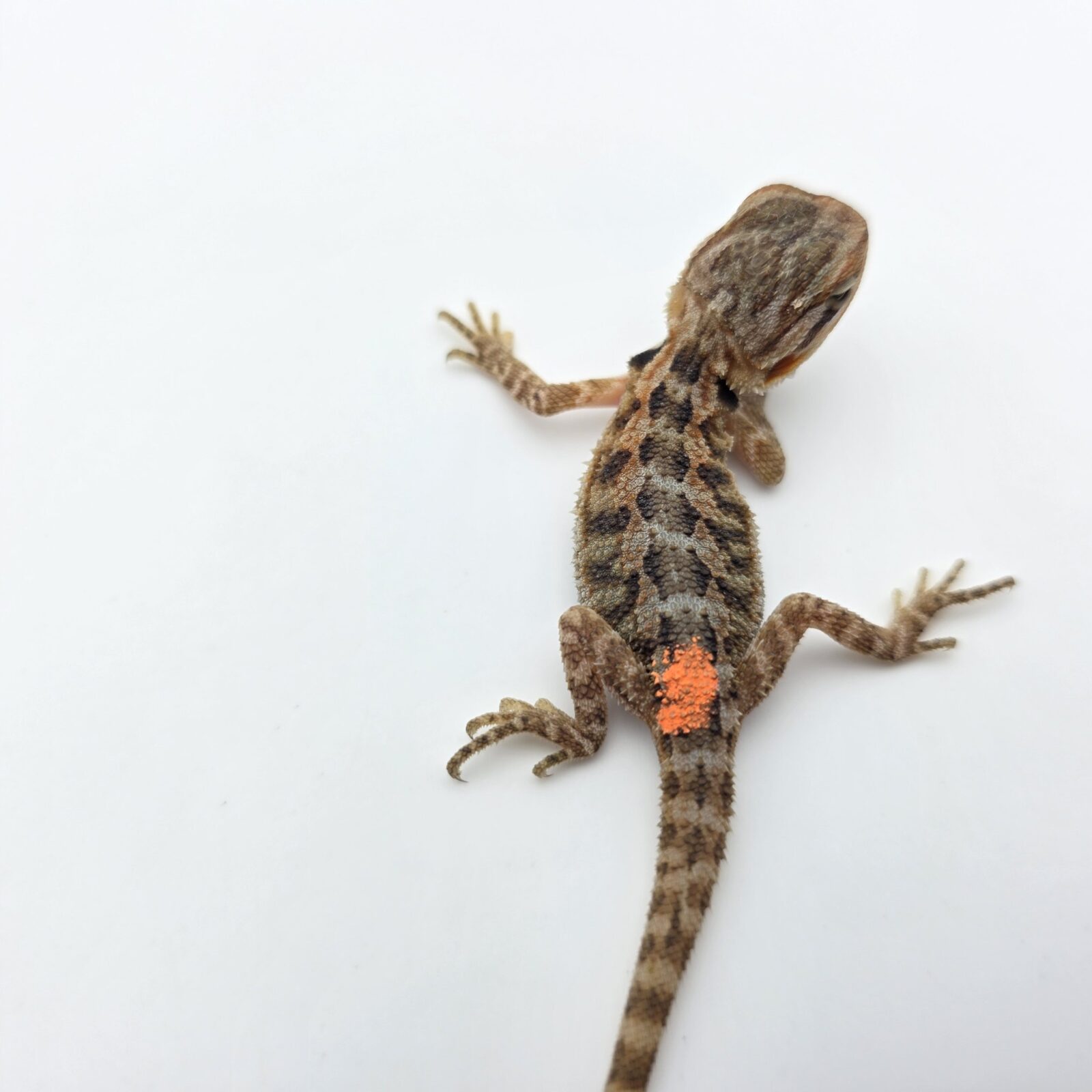 Pogona vitticeps "Super trans citrus orange blue bar 100% het.hypo" insexé 2026 Nom/référence : SOPNI