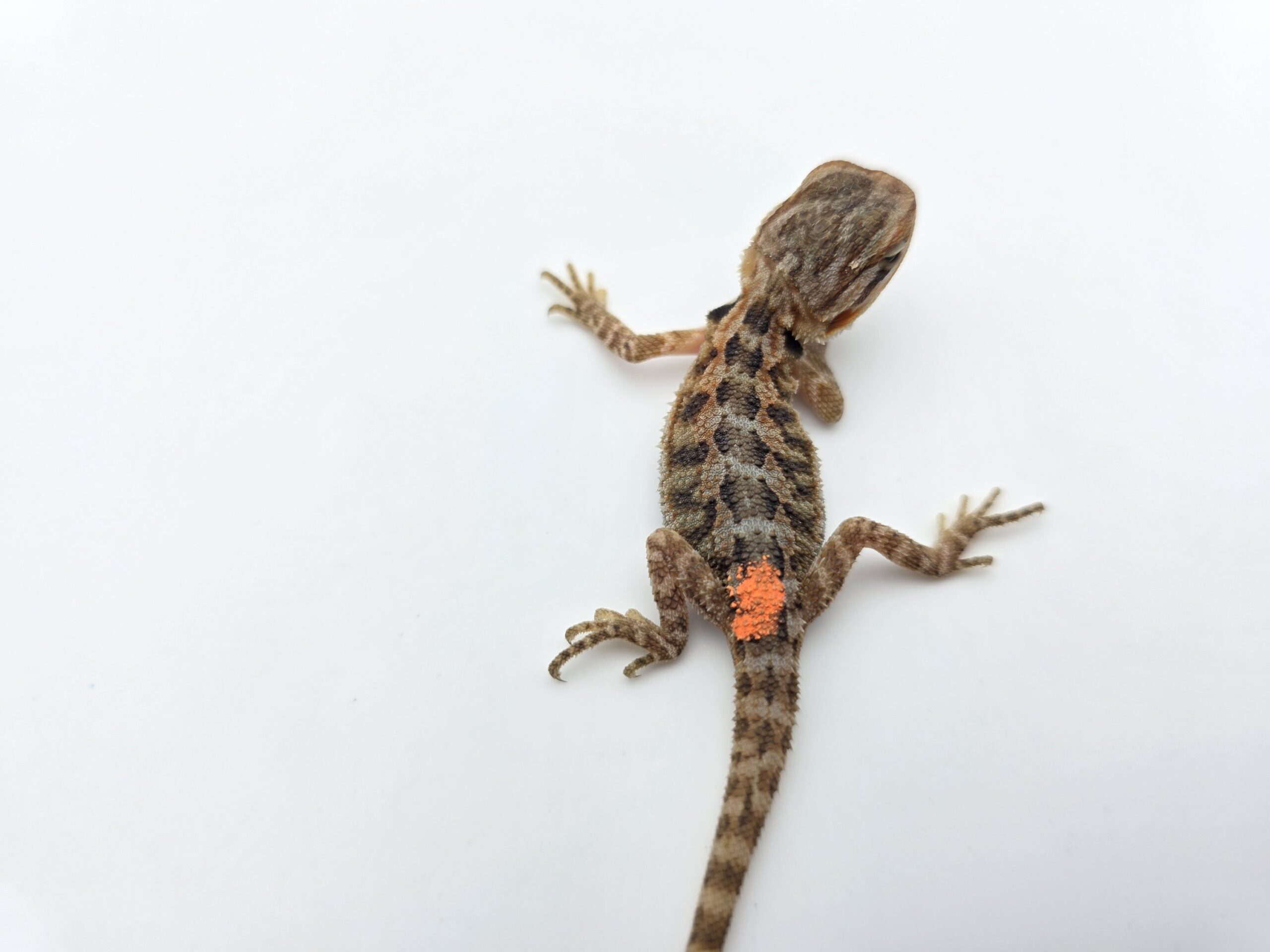 Pogona vitticeps "Super trans citrus orange blue bar 100% het.hypo" insexé 2026 Nom/référence : SOPNI