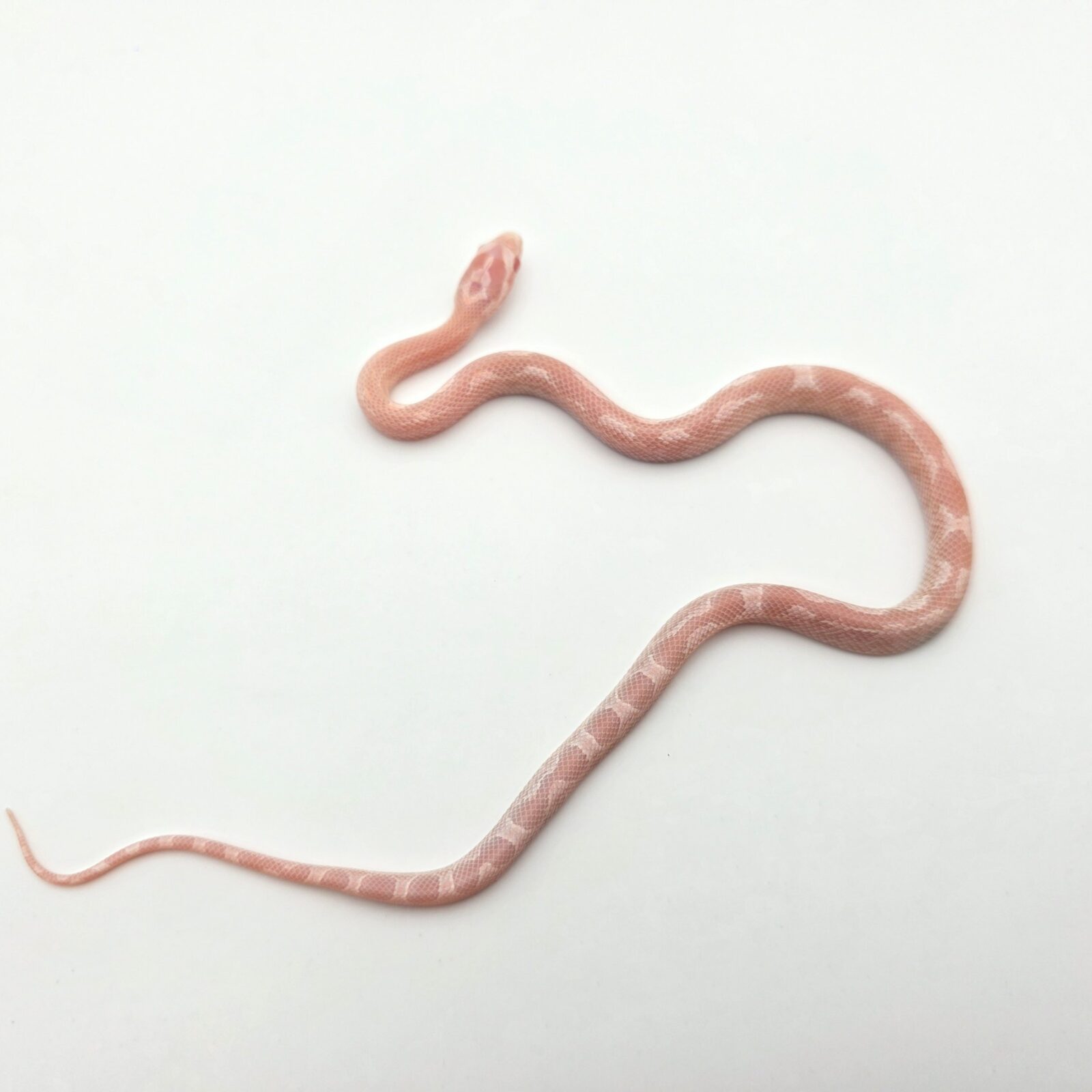 Pantherophis guttatus "Snow red factor aztec zigzag (poss mimosa) 100% het.hypo 66% het.motley" Femelle 2026 Nom : ZIGZAGA