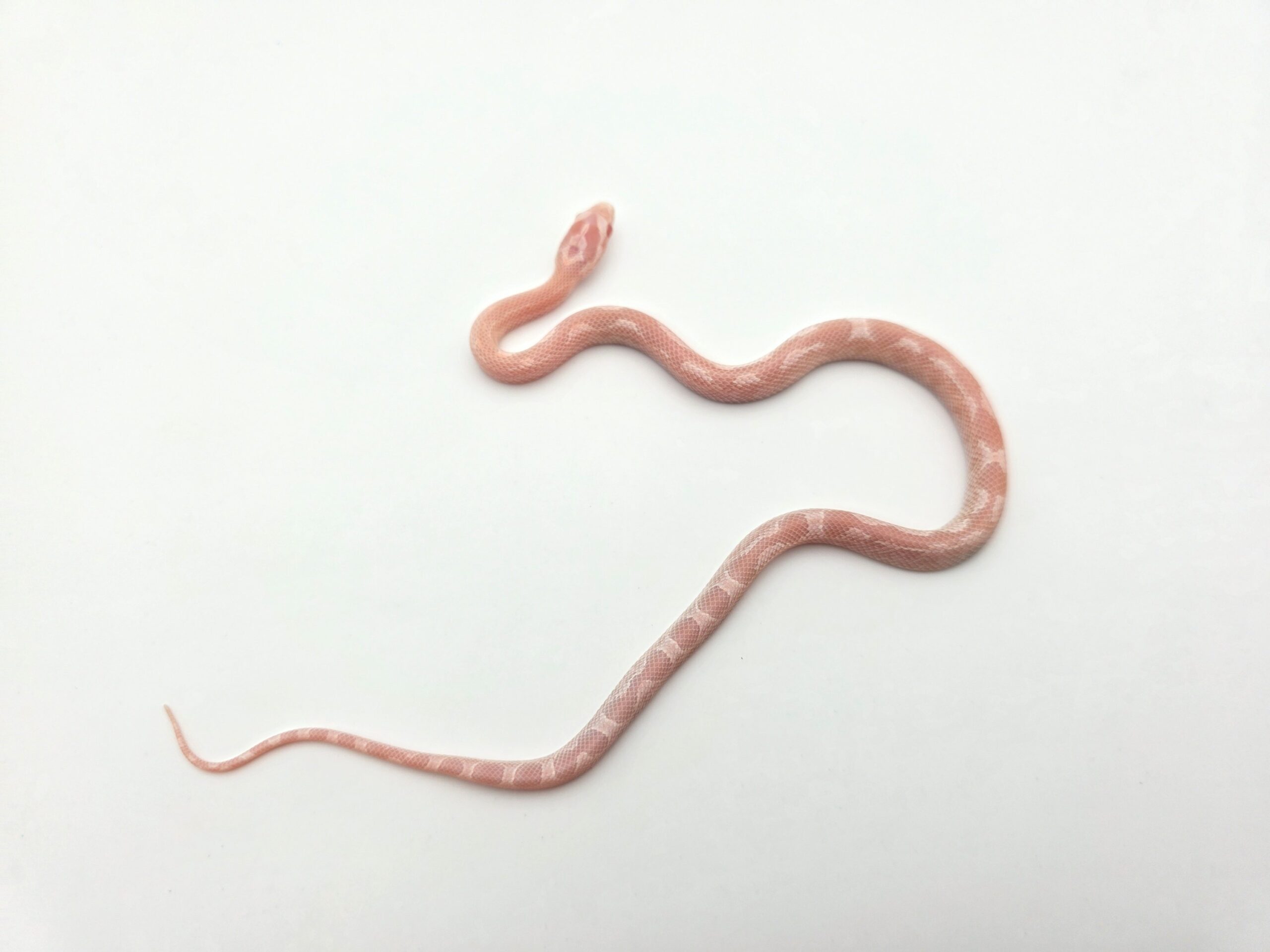 Pantherophis guttatus "Snow red factor aztec zigzag (poss mimosa) 100% het.hypo 66% het.motley" Femelle 2026 Nom : ZIGZAGA