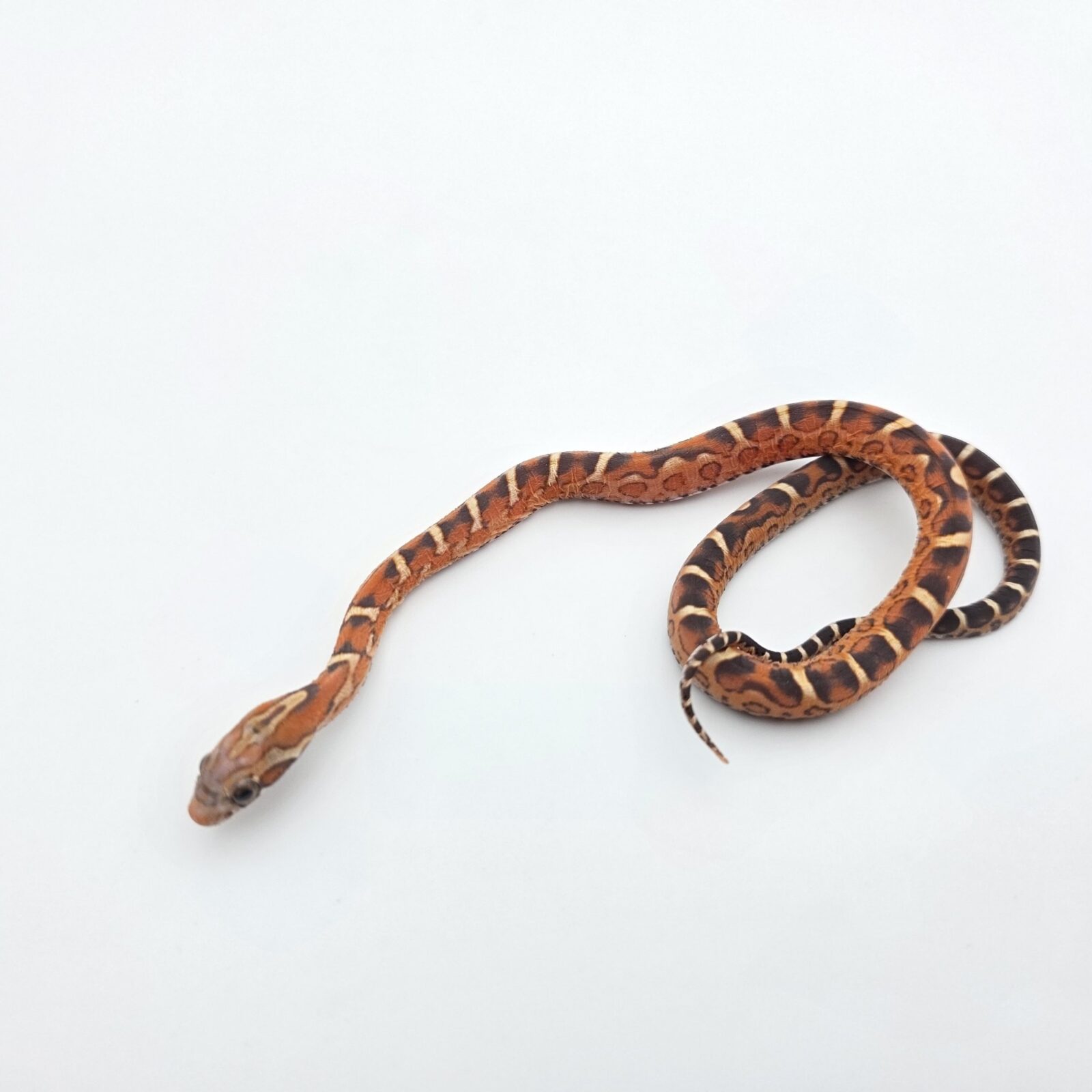 Pantherophis guttatus "Scaleless okeetee aberrant 100% het.hypo 50% het.albinos, anery" Femelle 2026 Nom : ASCALA
