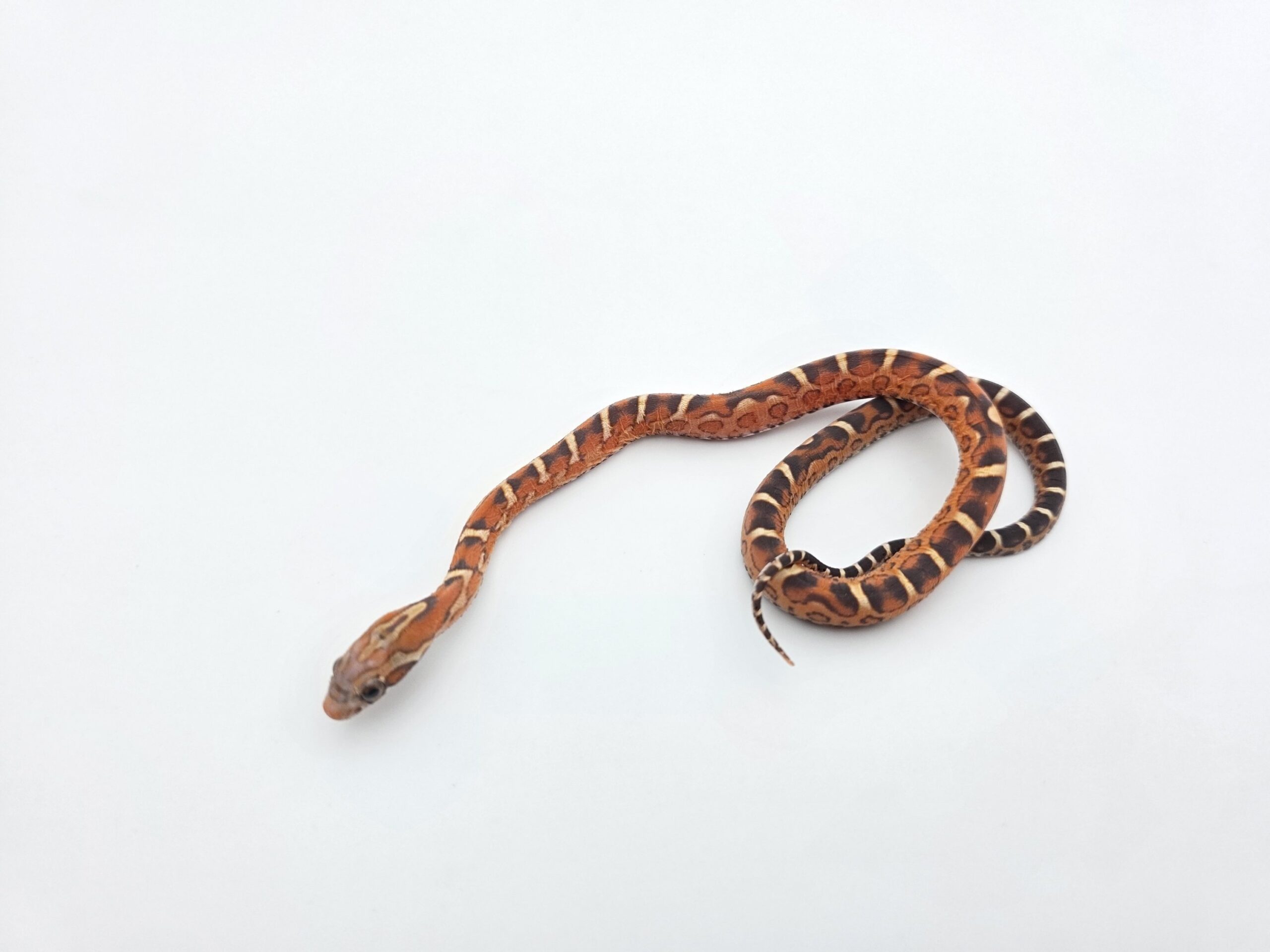 Pantherophis guttatus "Scaleless okeetee aberrant 100% het.hypo 50% het.albinos, anery" Femelle 2026 Nom : ASCALA