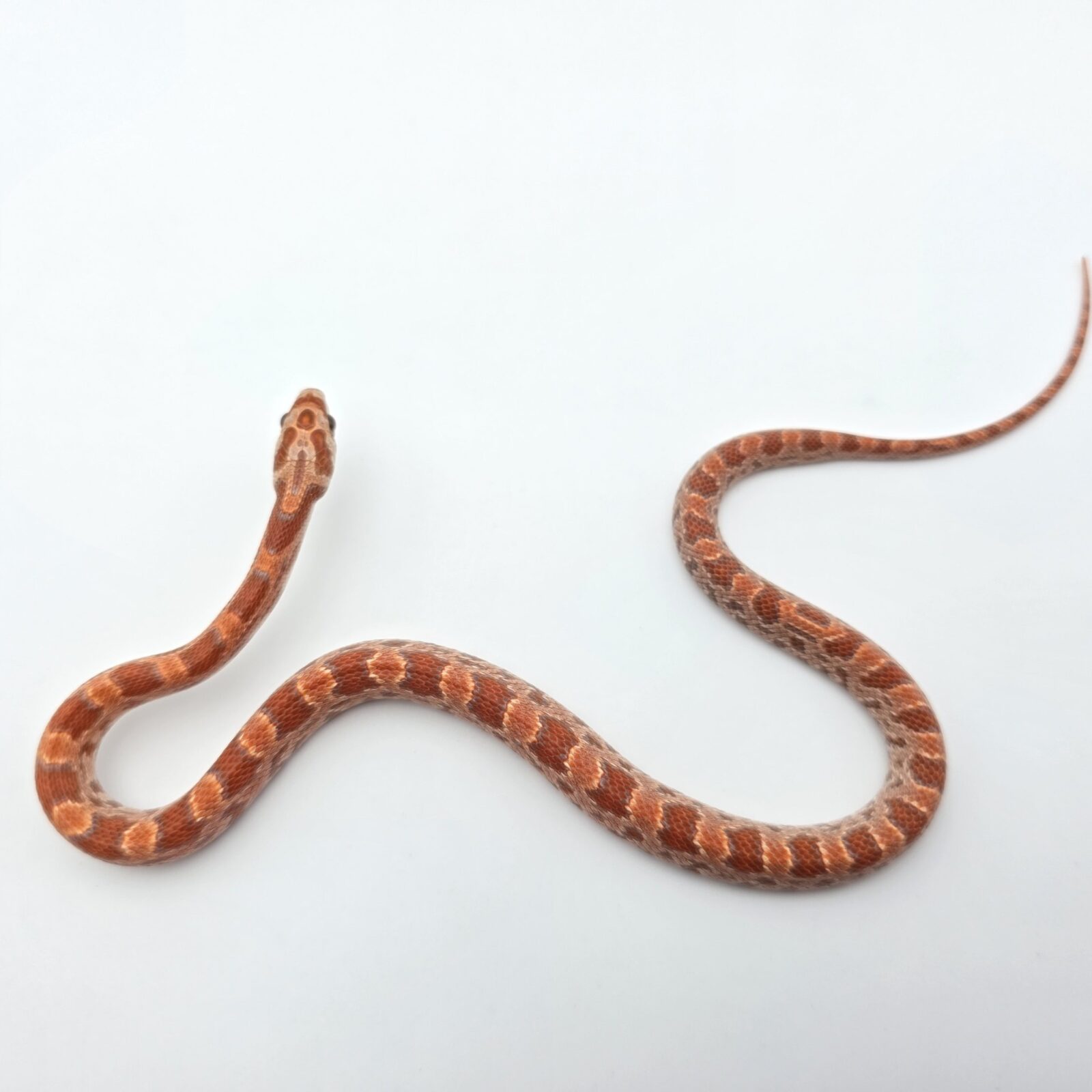 Pantherophis guttatus "Hypo sunkissed okeetee 66% het.anery stripe 33% het.albinos caramel" Mâle 2026 Nom : SULKO