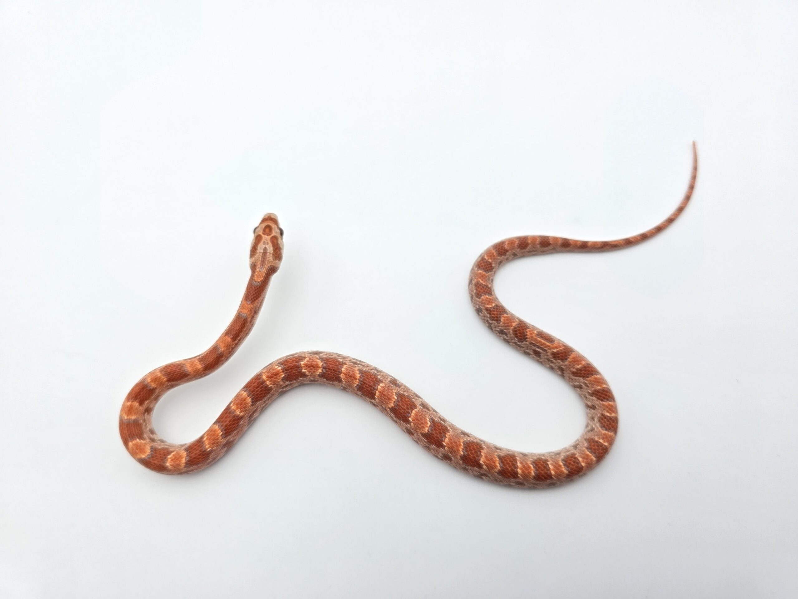 Pantherophis guttatus "Hypo sunkissed okeetee 66% het.anery stripe 33% het.albinos caramel" Mâle 2026 Nom : SULKO
