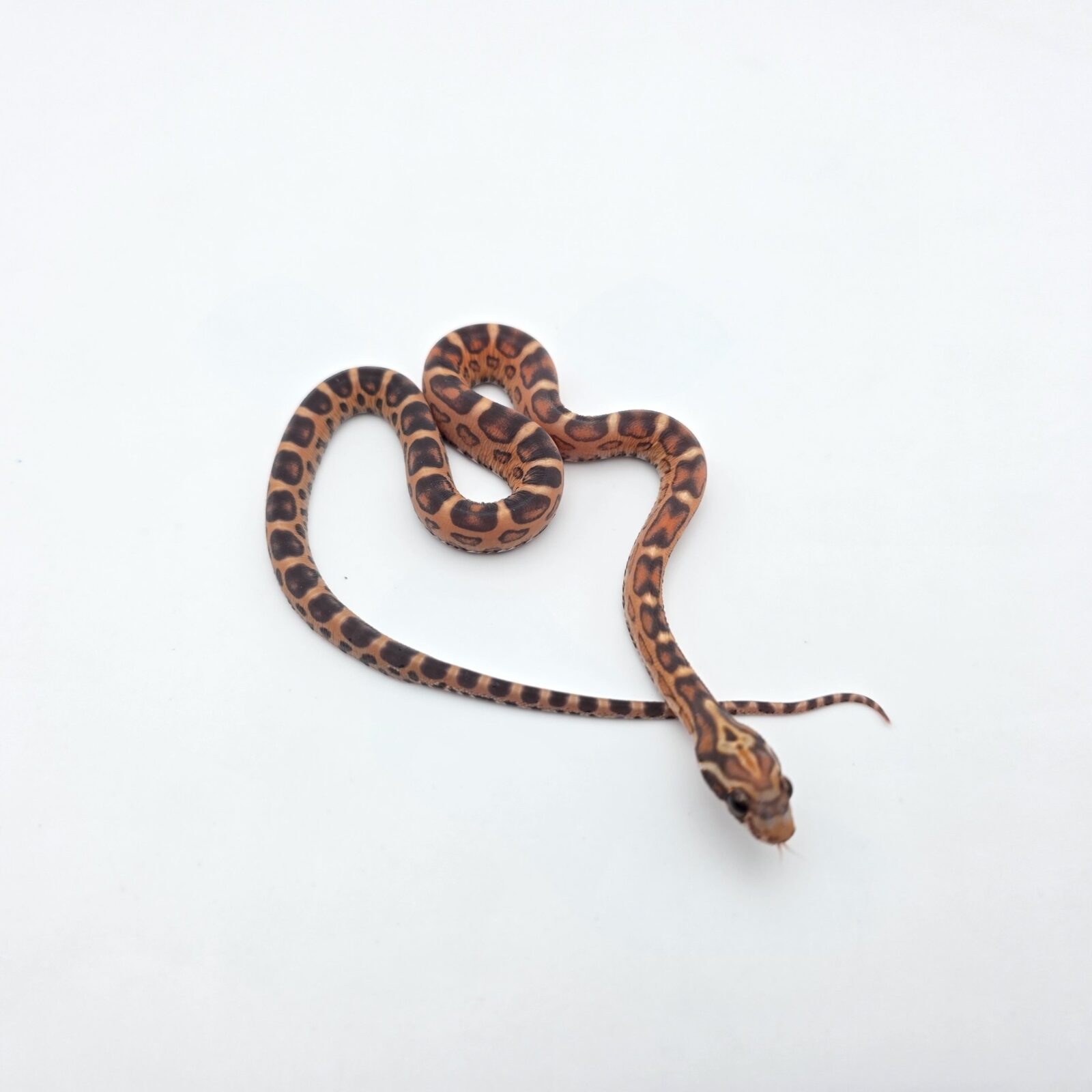 Pantherophis guttatus "Scaleless okeetee 100% het.albinos, anery 50% het.blood charcoal 33% het.piedside" Mâle 2026 Nom : SCALILO
