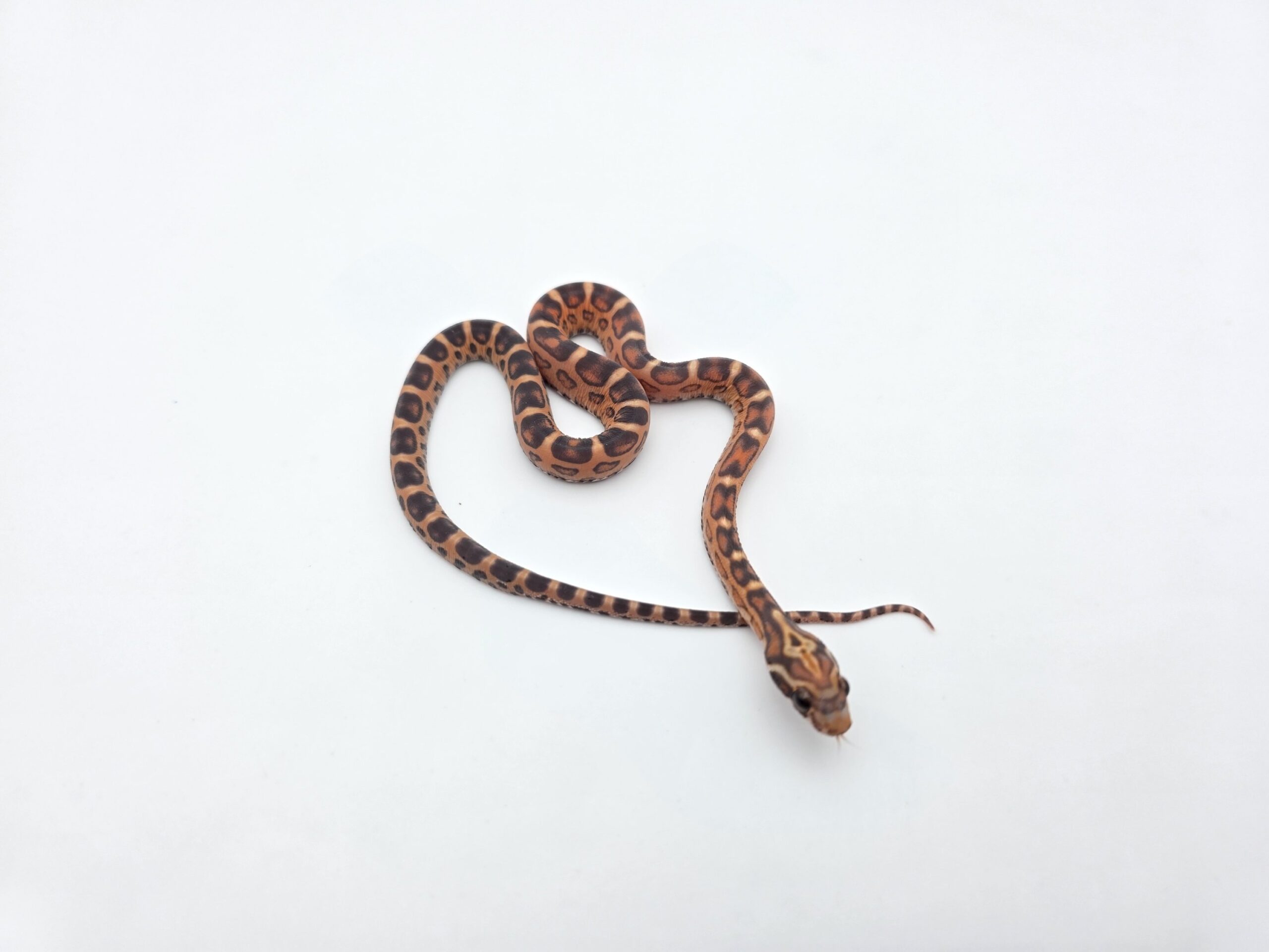 Pantherophis guttatus "Scaleless okeetee 100% het.albinos, anery 50% het.blood charcoal 33% het.piedside" Mâle 2026 Nom : SCALILO