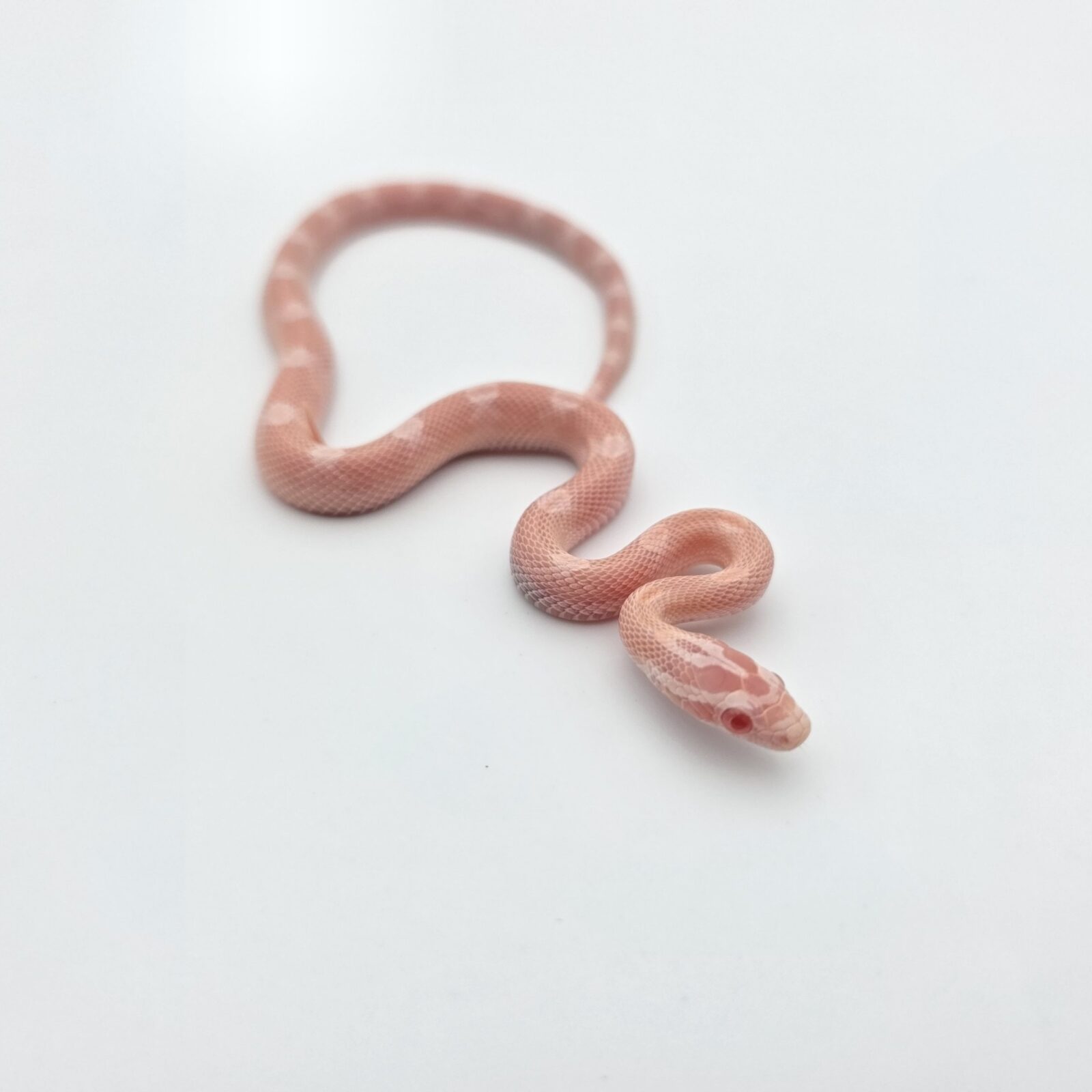 Pantherophis guttatus "Snow red factor motley (poss mimosa) 100% het.hypo  66% het.aztec zigzag" Femelle 2026 Nom : ECLAIRCIA