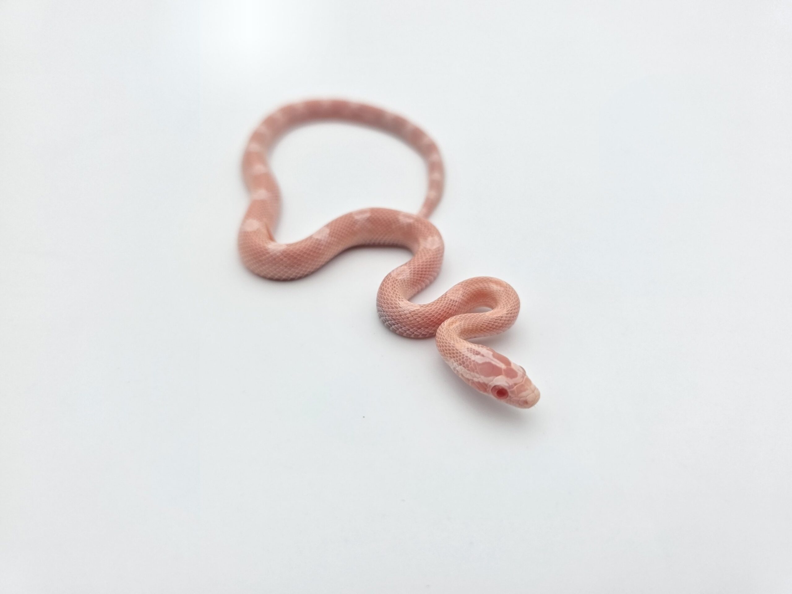Pantherophis guttatus "Snow red factor motley (poss mimosa) 100% het.hypo 66% het.aztec zigzag" Femelle 2026 Nom : ECLAIRCIA