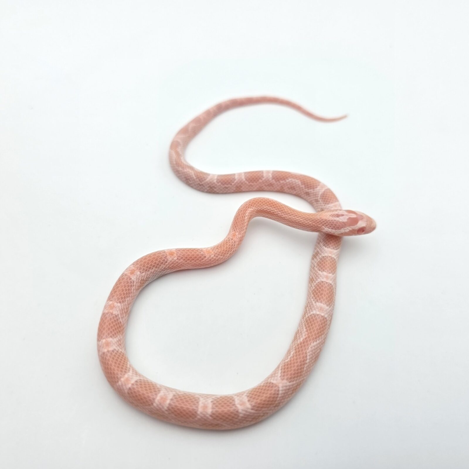 Pantherophis guttatus "Snow red factor zigzag (poss aztec, mimosa) 100% het.hypo  66% het.(aztec) motley" Mâle 2026 Nom : BOMBINO