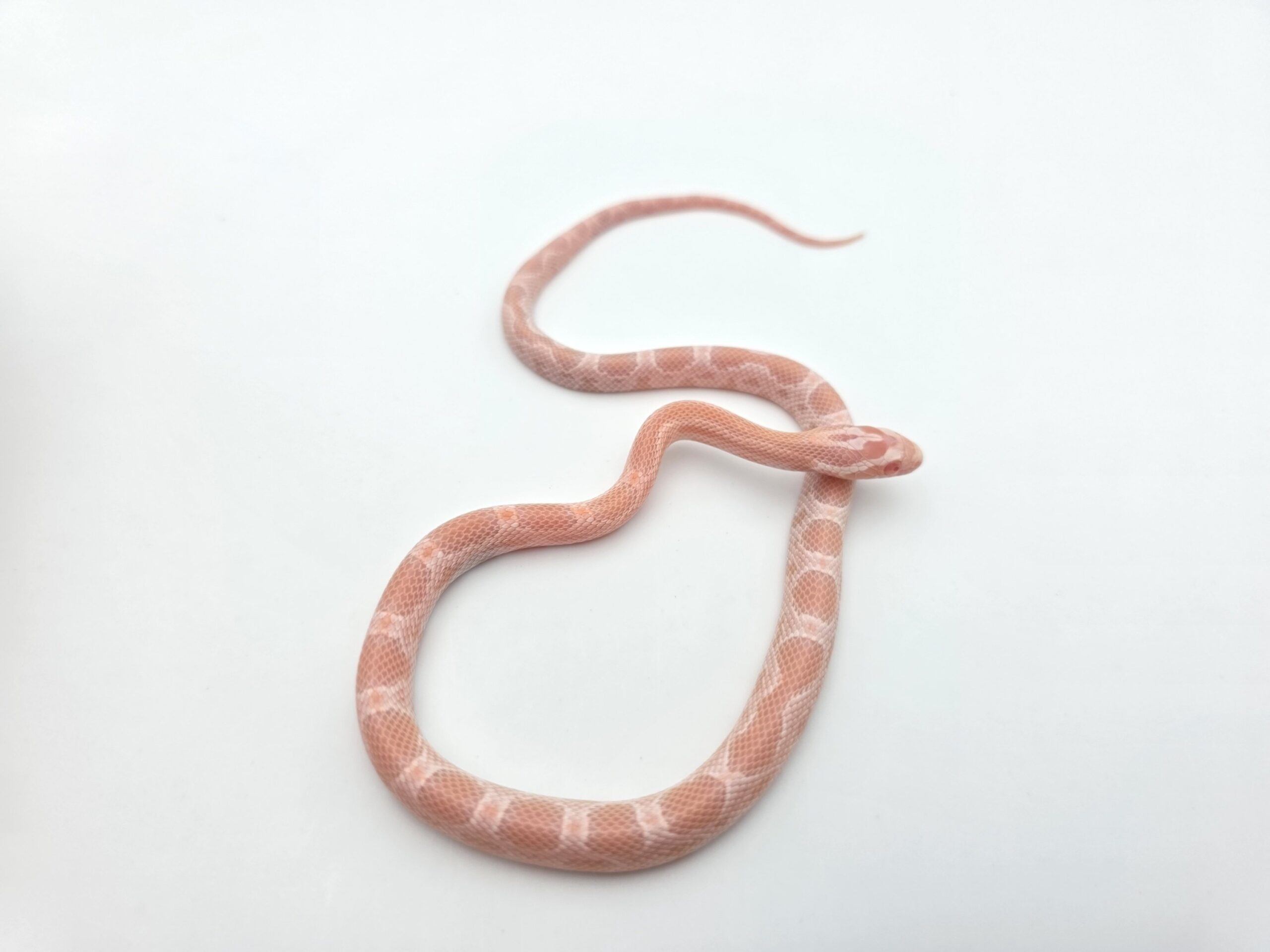 Pantherophis guttatus "Snow red factor zigzag (poss aztec, mimosa) 100% het.hypo 66% het.(aztec) motley" Mâle 2026 Nom : BOMBINO