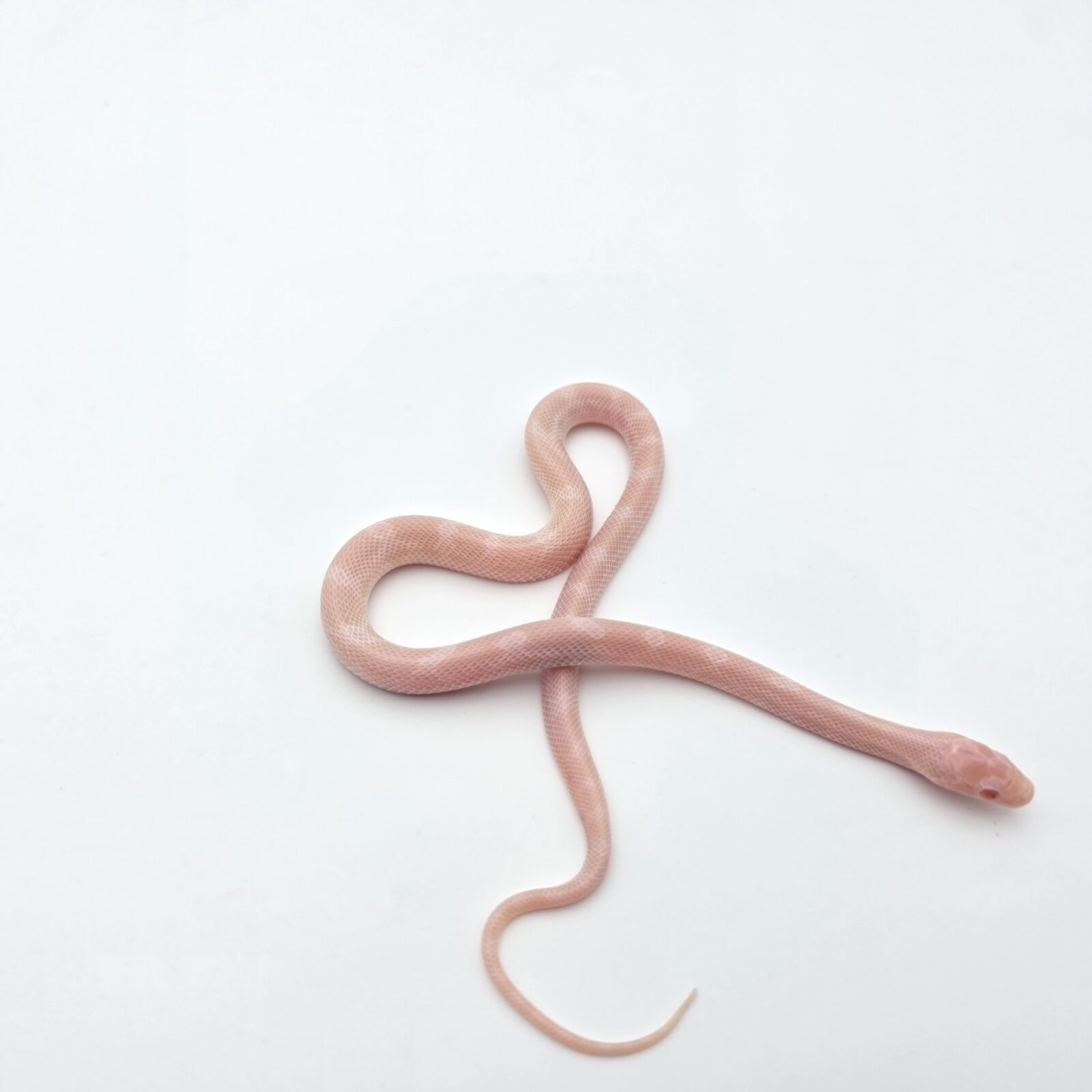 Pantherophis guttatus "Whiteout (poss piedside, anery) 66% het.scaleless" Mâle 2026 Nom : ANILVO