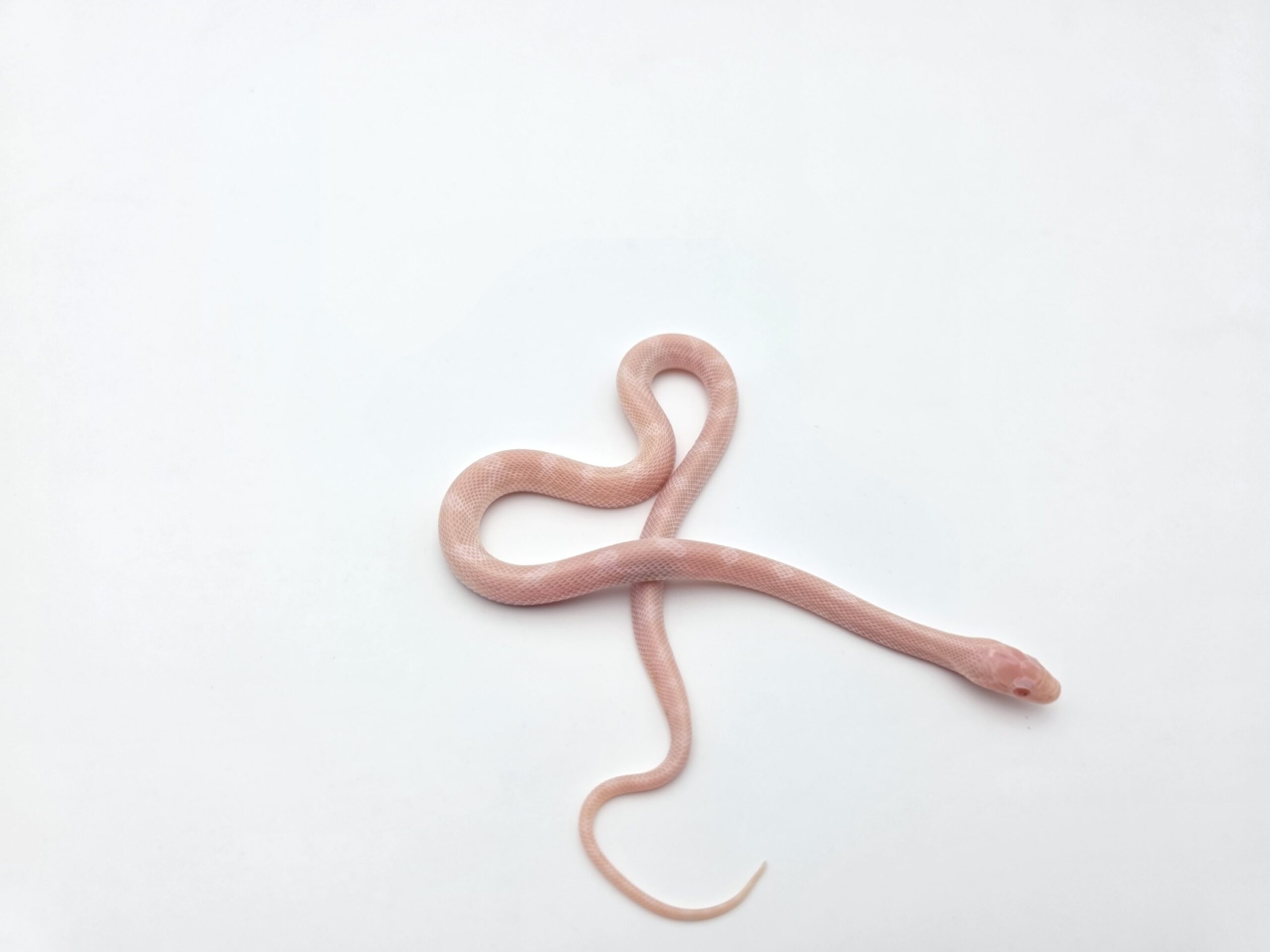Pantherophis guttatus "Whiteout (poss piedside, anery) 66% het.scaleless" Mâle 2026 Nom : ANILVO