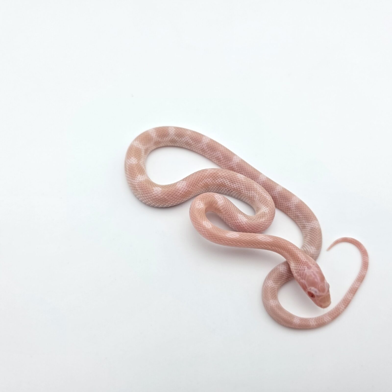 Pantherophis guttatus "Avalanche (green blotched) 66% het.scaleless charcoal 50% het.piedside" Femelle 2026 Nom : PIEVINA