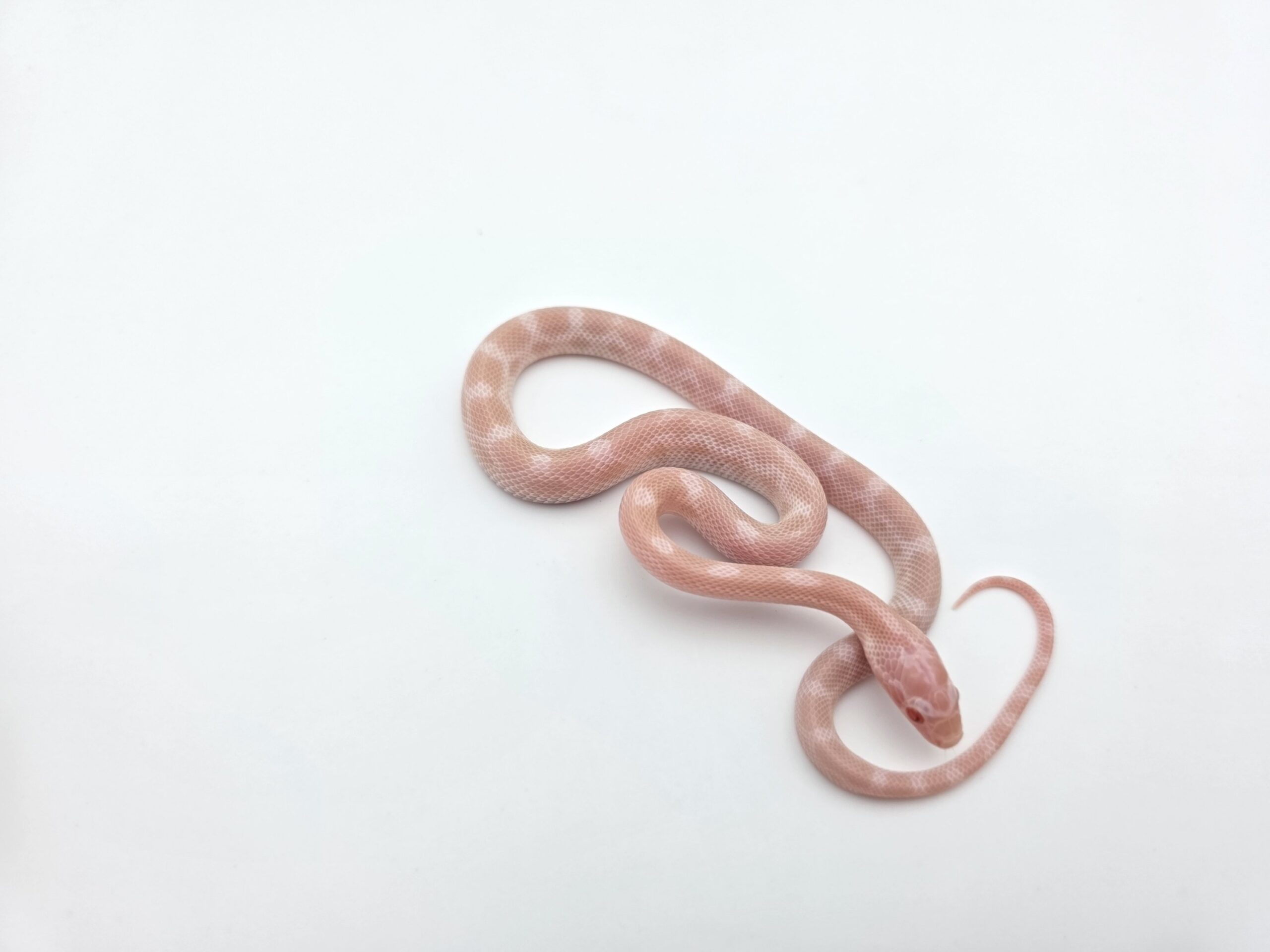 Pantherophis guttatus "Avalanche (green blotched) 66% het.scaleless charcoal 50% het.piedside" Femelle 2026 Nom : PIEVINA