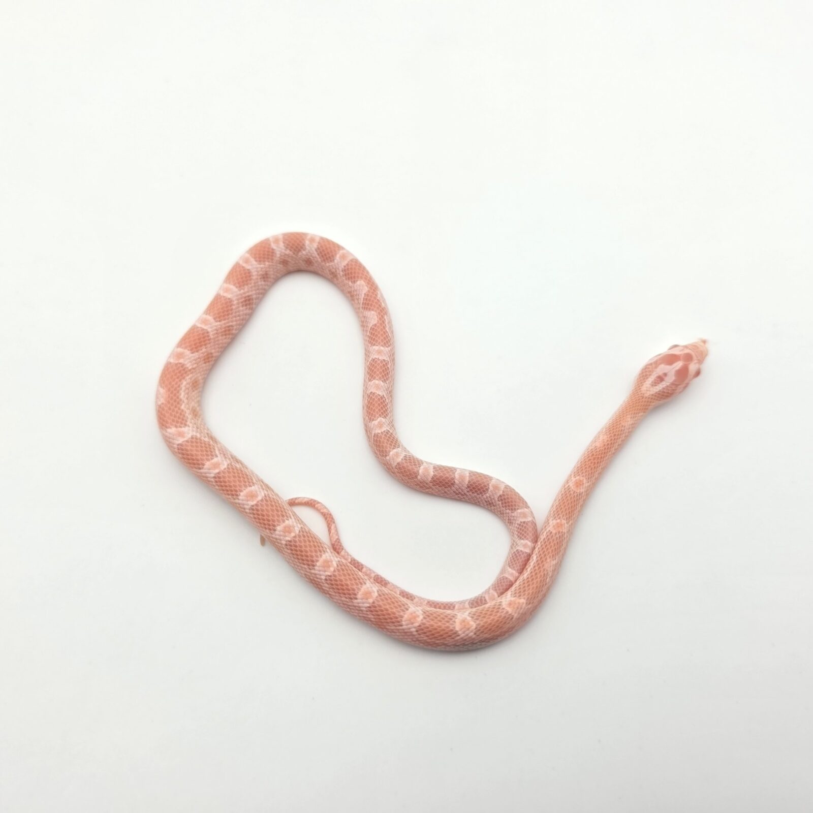 Pantherophis guttatus "Snow red factor zigzag (poss mimosa) 100% het.hypo  66% het.aztec motley" Mâle 2026 Nom : ZAGOLO
