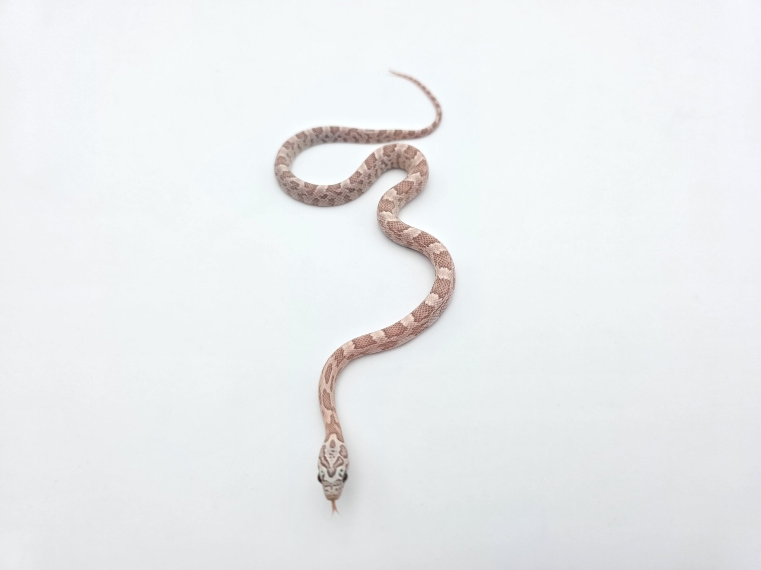 Pantherophis guttatus "Ghost 66% het.stripe, sunkissed 50% het.albinos caramel" Mâle 2026 Nom : GHOSTIO
