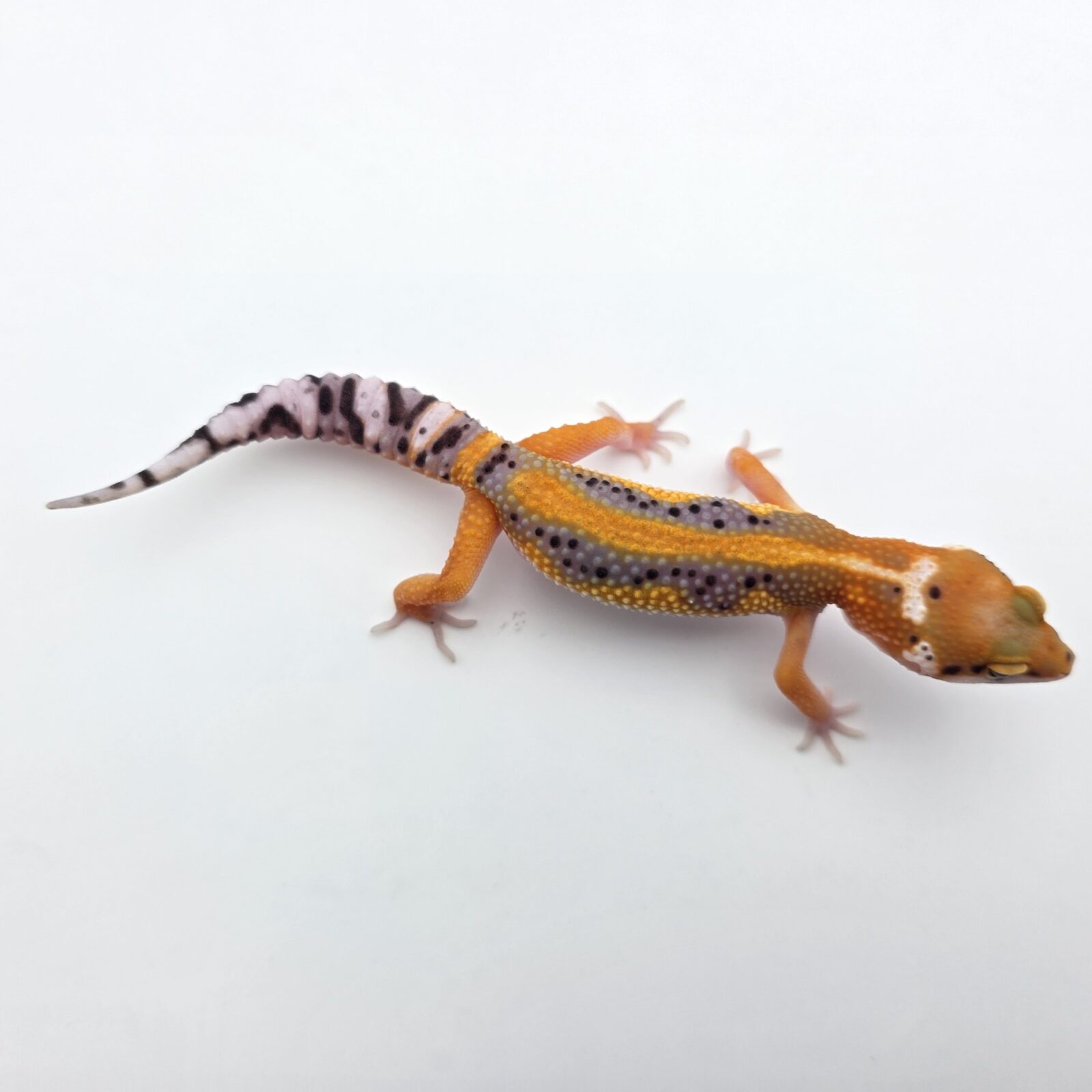 Eublepharis macularius "Bandit bold stripe tangerine jungle 50% het.tremper" présumé mâle 2026 Nom/référence : MALYATI