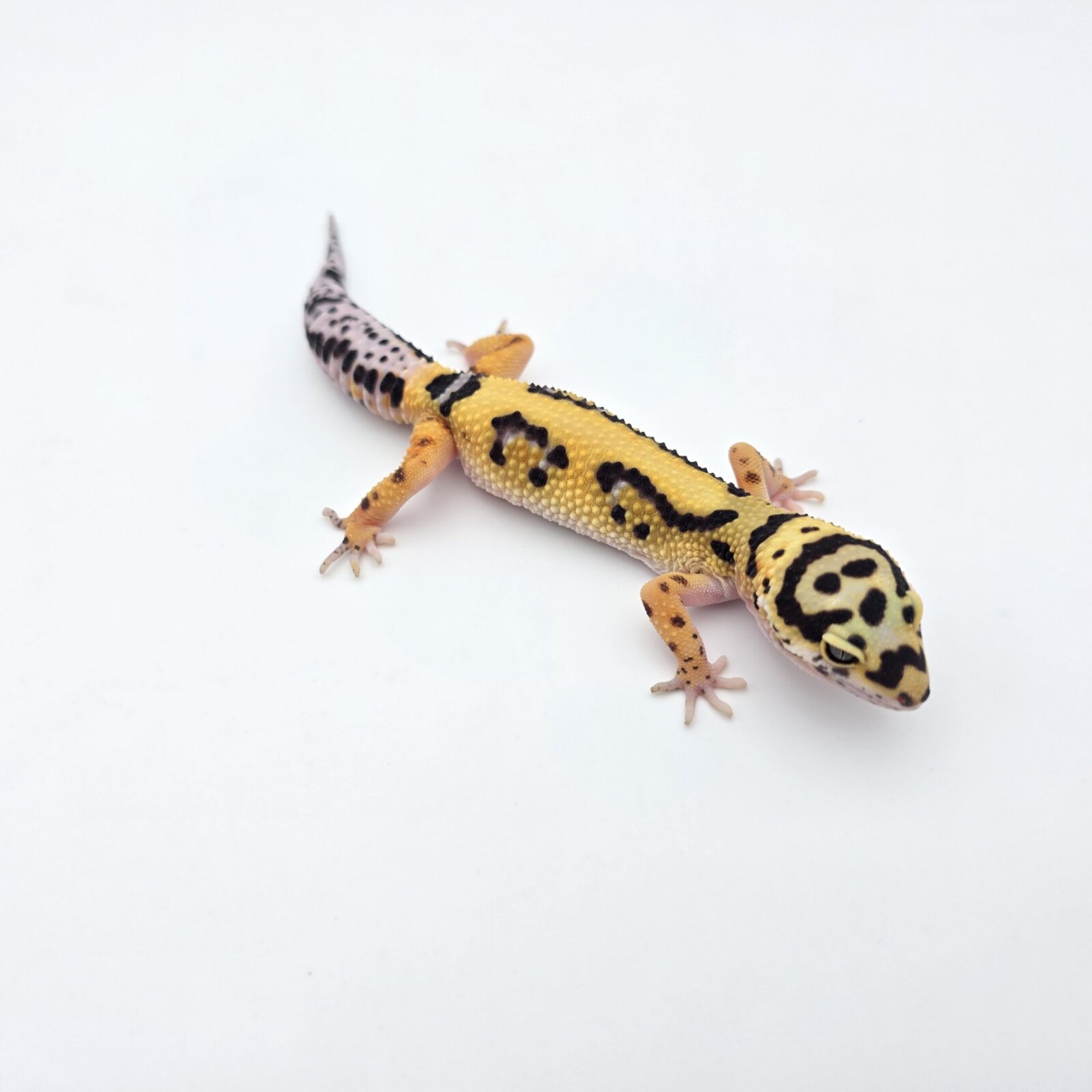 Eublepharis macularius "Bandit bold stripe tangerine (poss halloween) 50% het.tremper" Femelle 2026 Nom/référence : MALI