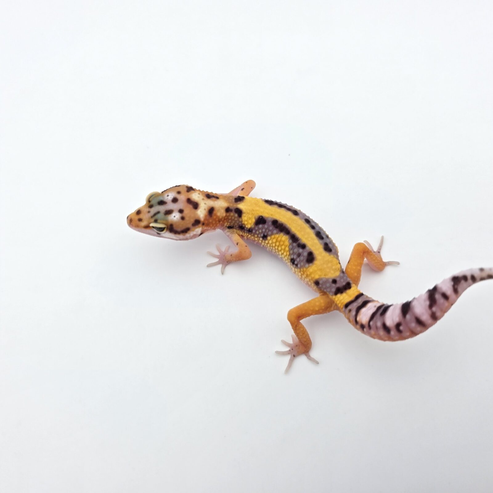 Eublepharis macularius "Bandit bold stripe tangerine jungle 50% het.tremper" Présumé femelle 2026 Nom/référence : PERSTONI