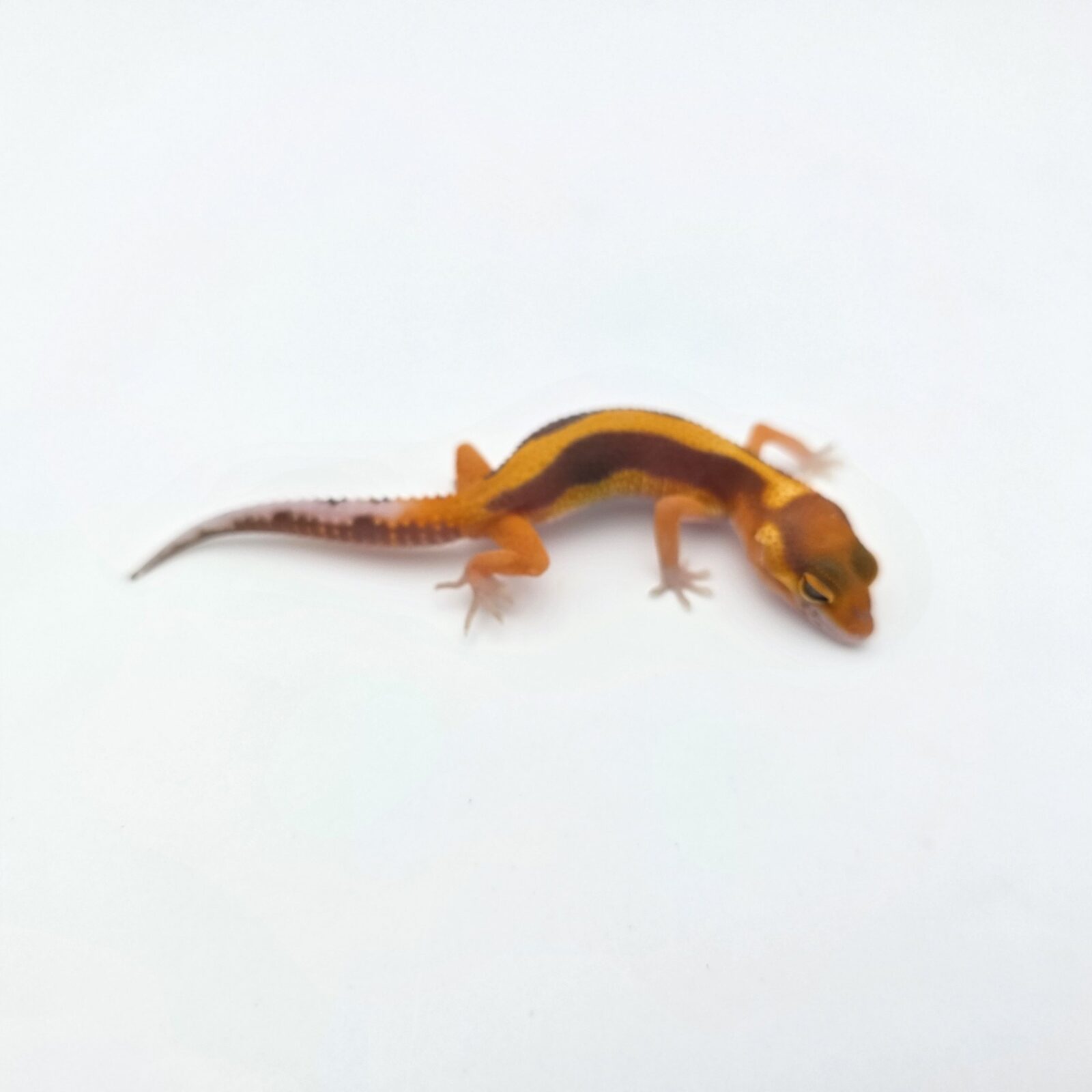 Eublepharis macularius "Bandit bold stripe bell mandarin emerine lavender jungle (poss redstripe)" Présumé mâle 2026 Nom/référence : CRAWI