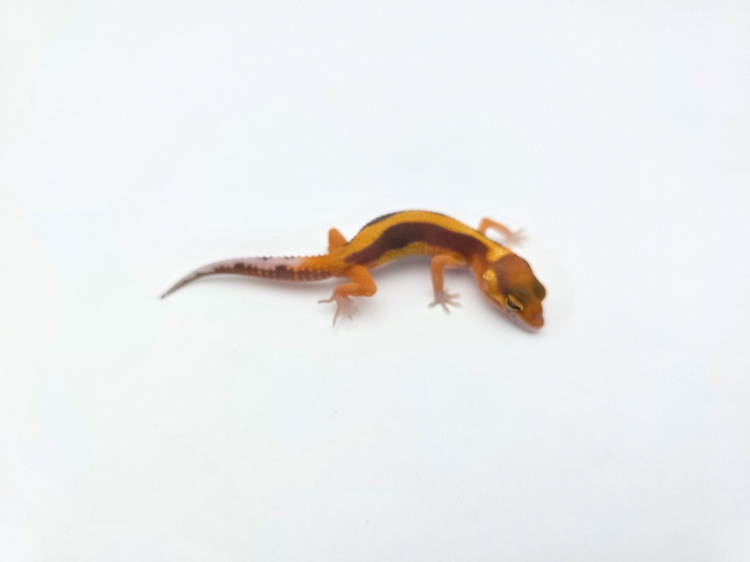 Eublepharis macularius "Bandit bold stripe bell mandarin emerine lavender jungle (poss redstripe)" Présumé mâle 2026 Nom/référence : CRAWI