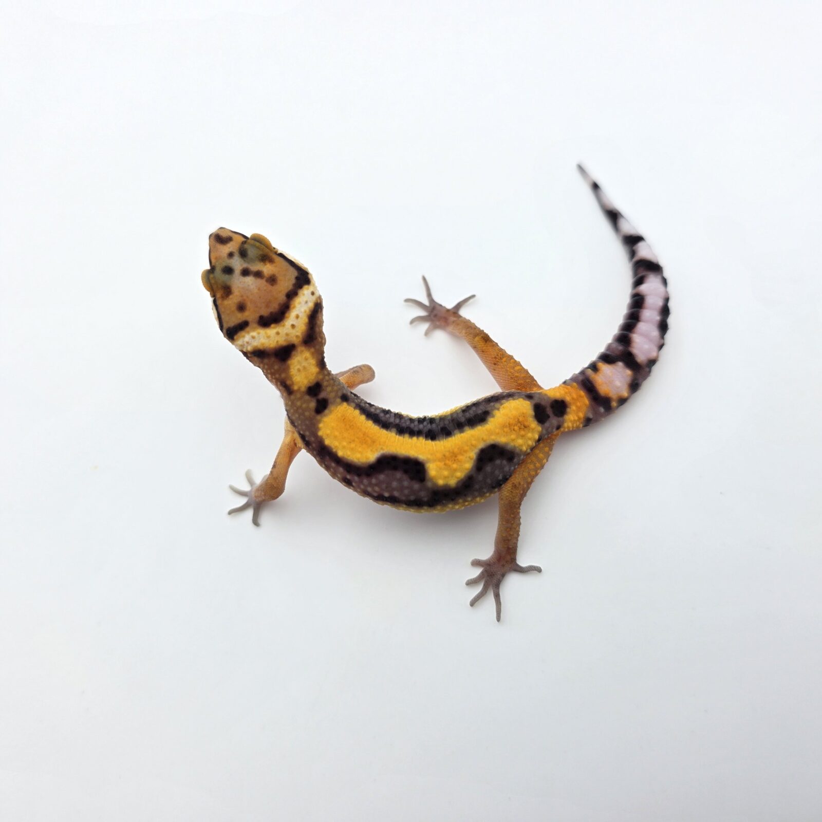 Eublepharis macularius "Bandit electric/mandarin jungle 33% het.eclipse, tremper" Présumé mâle 2026 Nom/référence : SKAZI