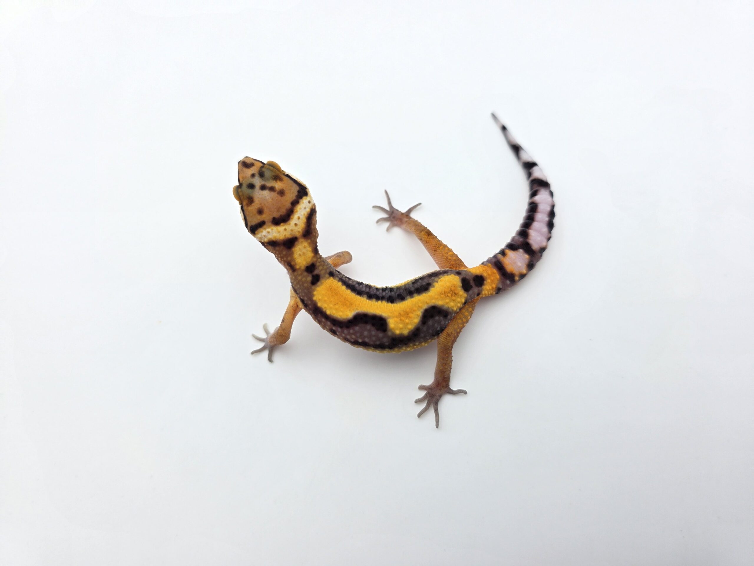 Eublepharis macularius "Bandit electric/mandarin jungle 33% het.eclipse, tremper" Présumé mâle 2026 Nom/référence : SKAZI