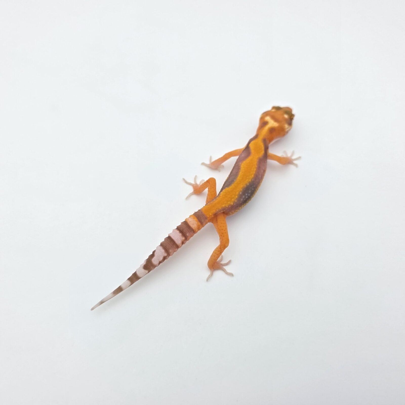 Eublepharis macularius "Bandit bold stripe blood electric/mandarin jungle emerine bell (poss clown)" Présumé mâle 2026 Nom/référence : ARWINI