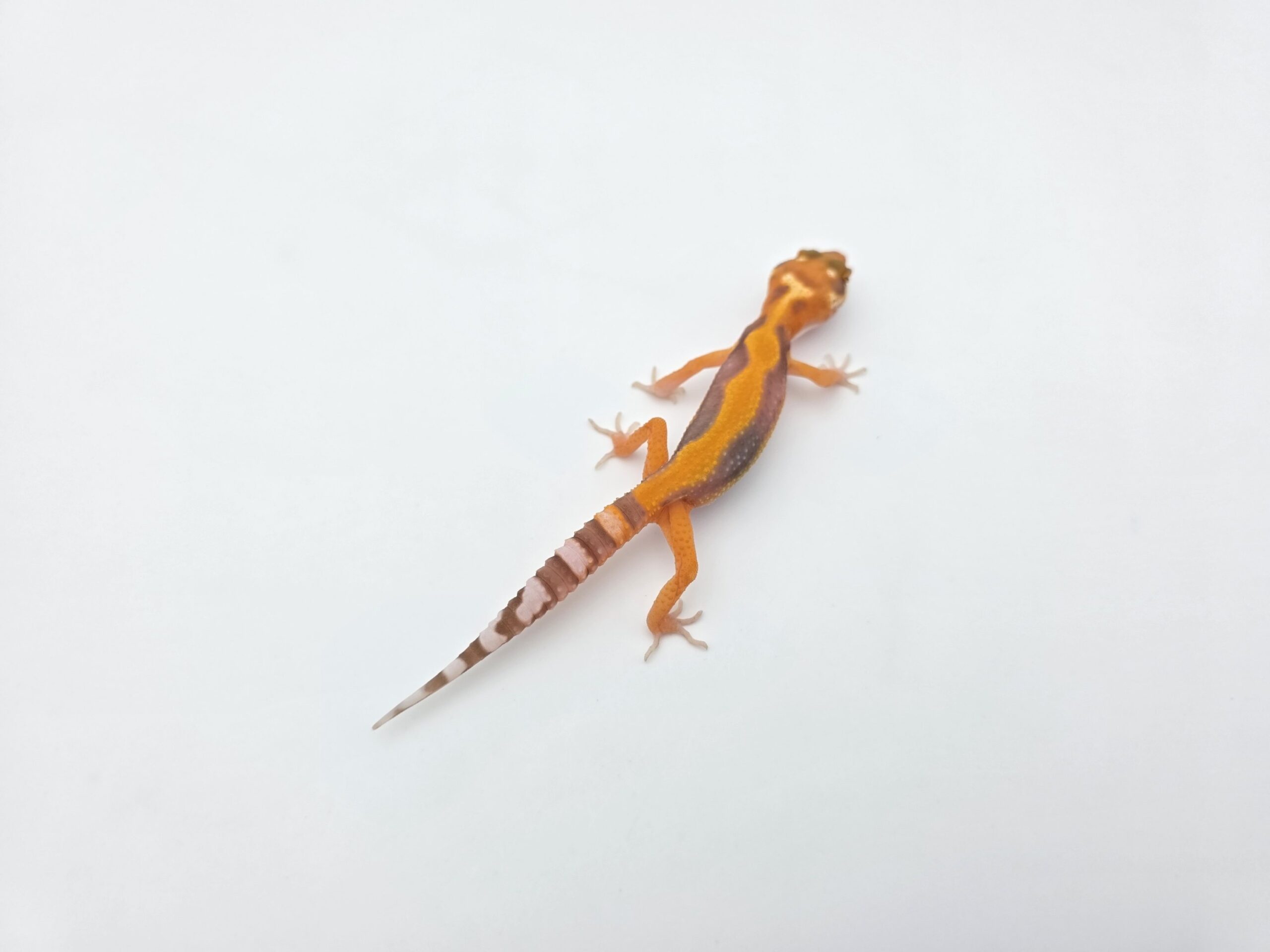 Eublepharis macularius "Bandit bold stripe blood electric/mandarin jungle emerine bell (poss clown)" Présumé mâle 2026 Nom/référence : ARWINI