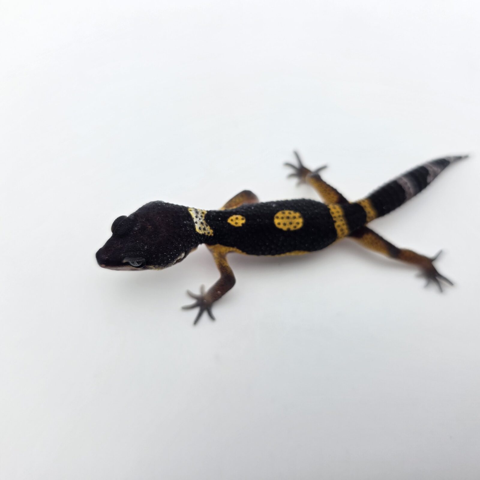 Eublepharis macularius "Black night jungle full (poss bold stripe)" Présumé mâle 2026 Nom/référence : VOLI