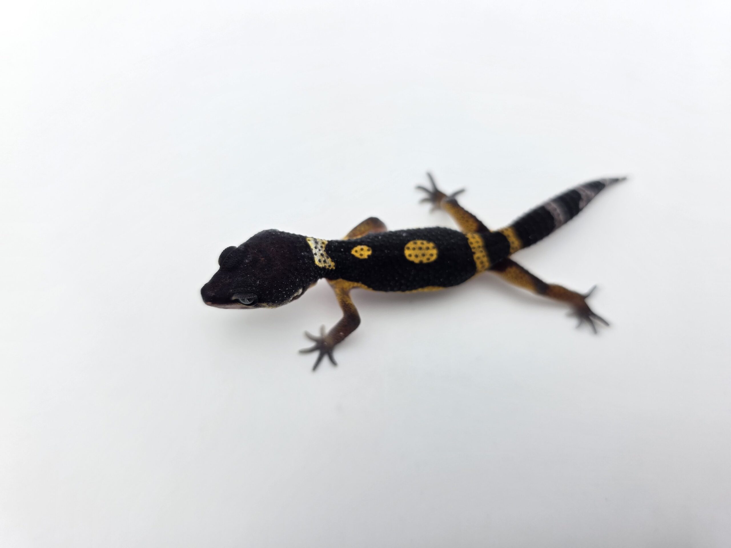 Eublepharis macularius "Black night jungle full (poss bold stripe)" Présumé mâle 2026 Nom/référence : VOLI