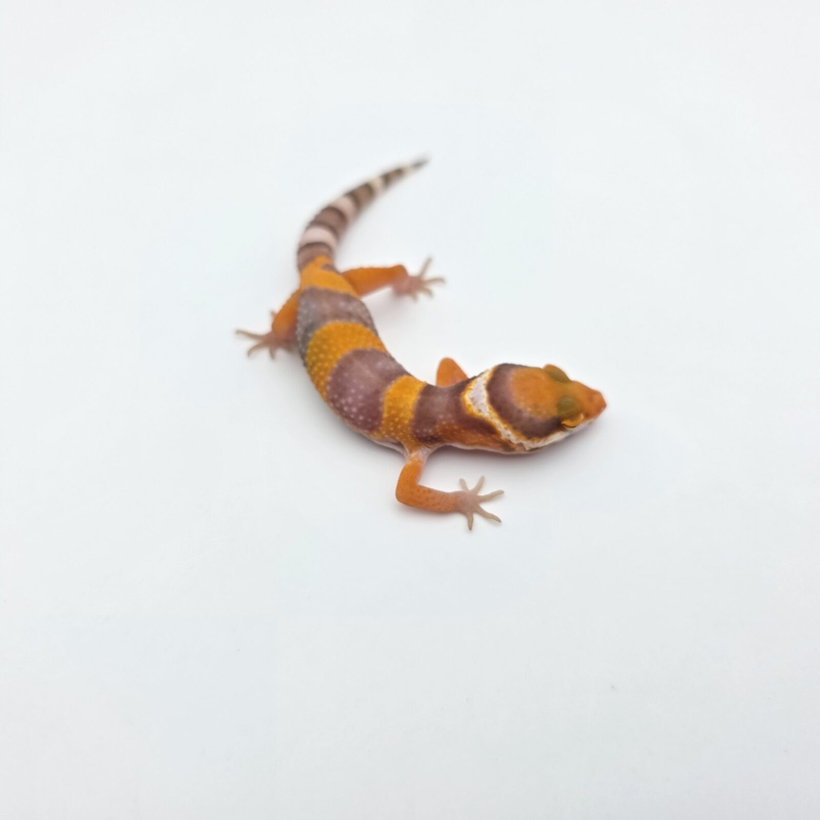 Eublepharis macularius "Bandit mandarin lavender sunglow (bell)" Présumé mâle 2026 Nom/référence : CRISI