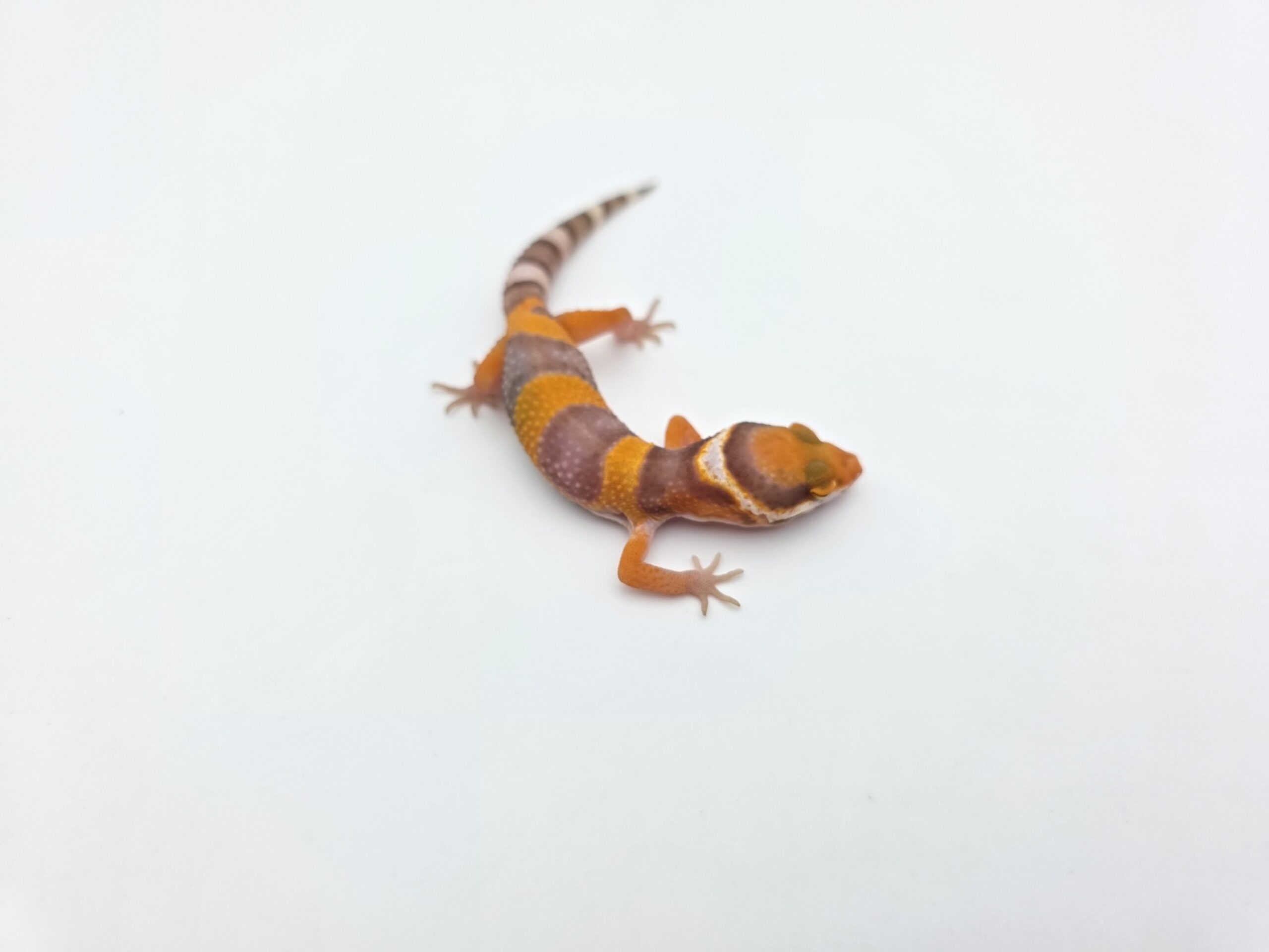 Eublepharis macularius "Bandit mandarin lavender sunglow (bell)" Présumé mâle 2026 Nom/référence : CRISI