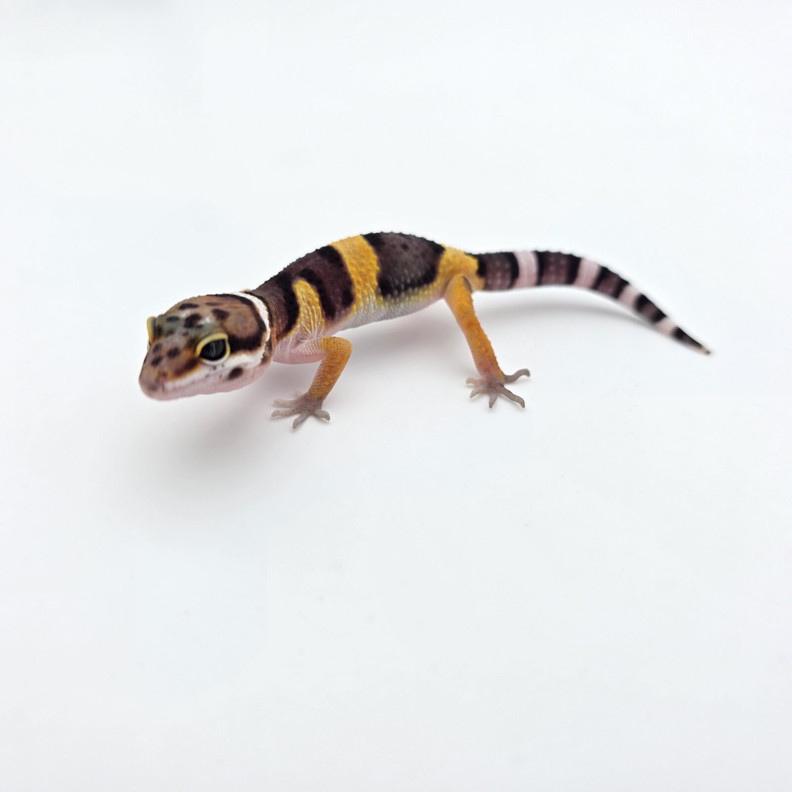 Eublepharis macularius "Bandit tangerine jungle 50% het.tremper" Présumé mâle 2026 Nom/référence : AZWI