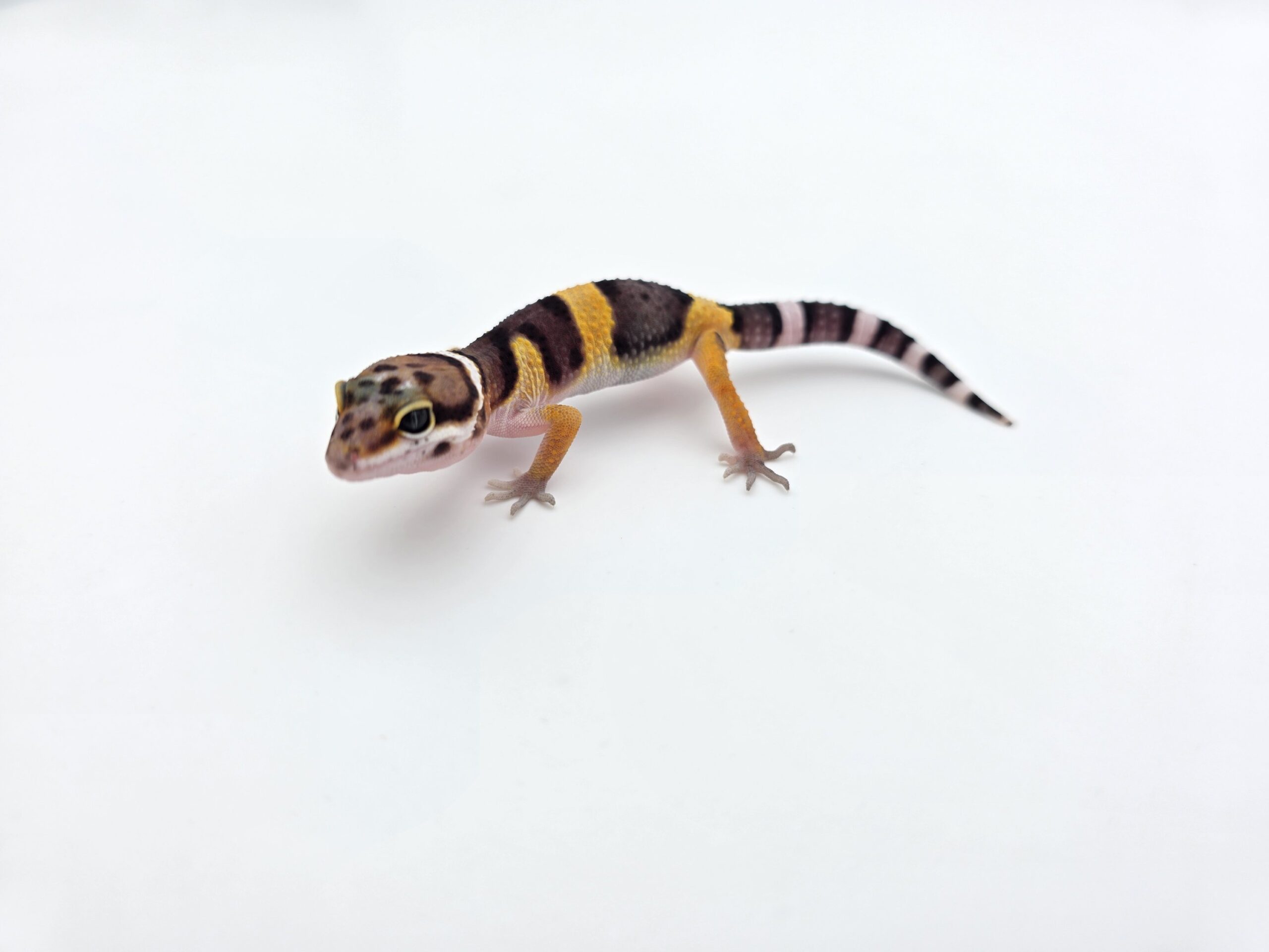 Eublepharis macularius "Bandit tangerine jungle 50% het.tremper" Présumé mâle 2026 Nom/référence : AZWI