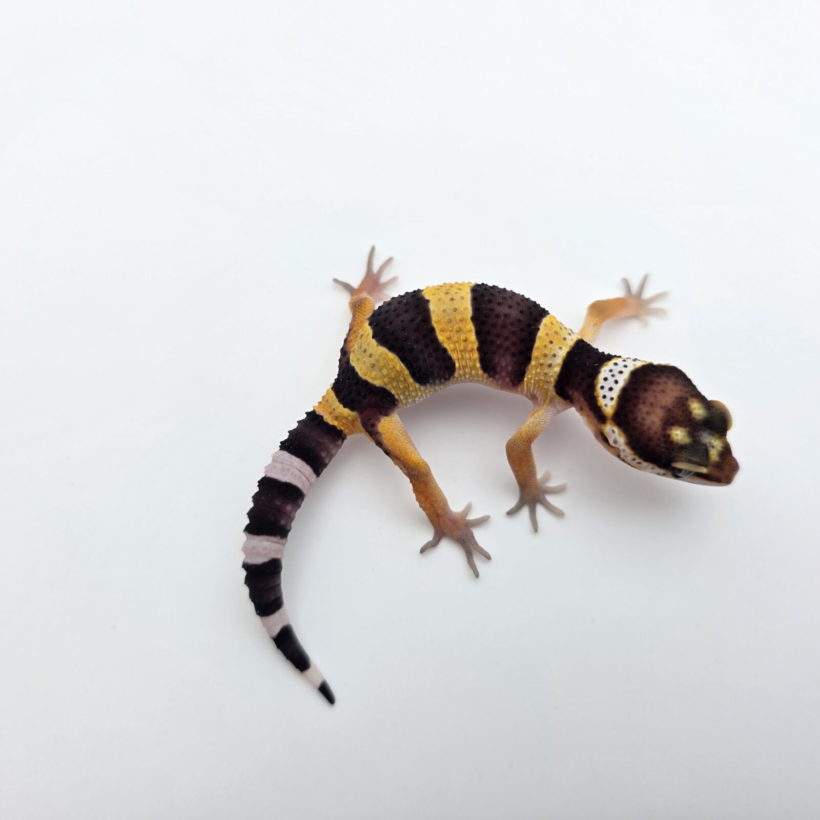 Eublepharis macularius "Black night" Présumé mâle 2026 Nom/référence : DEFILYO