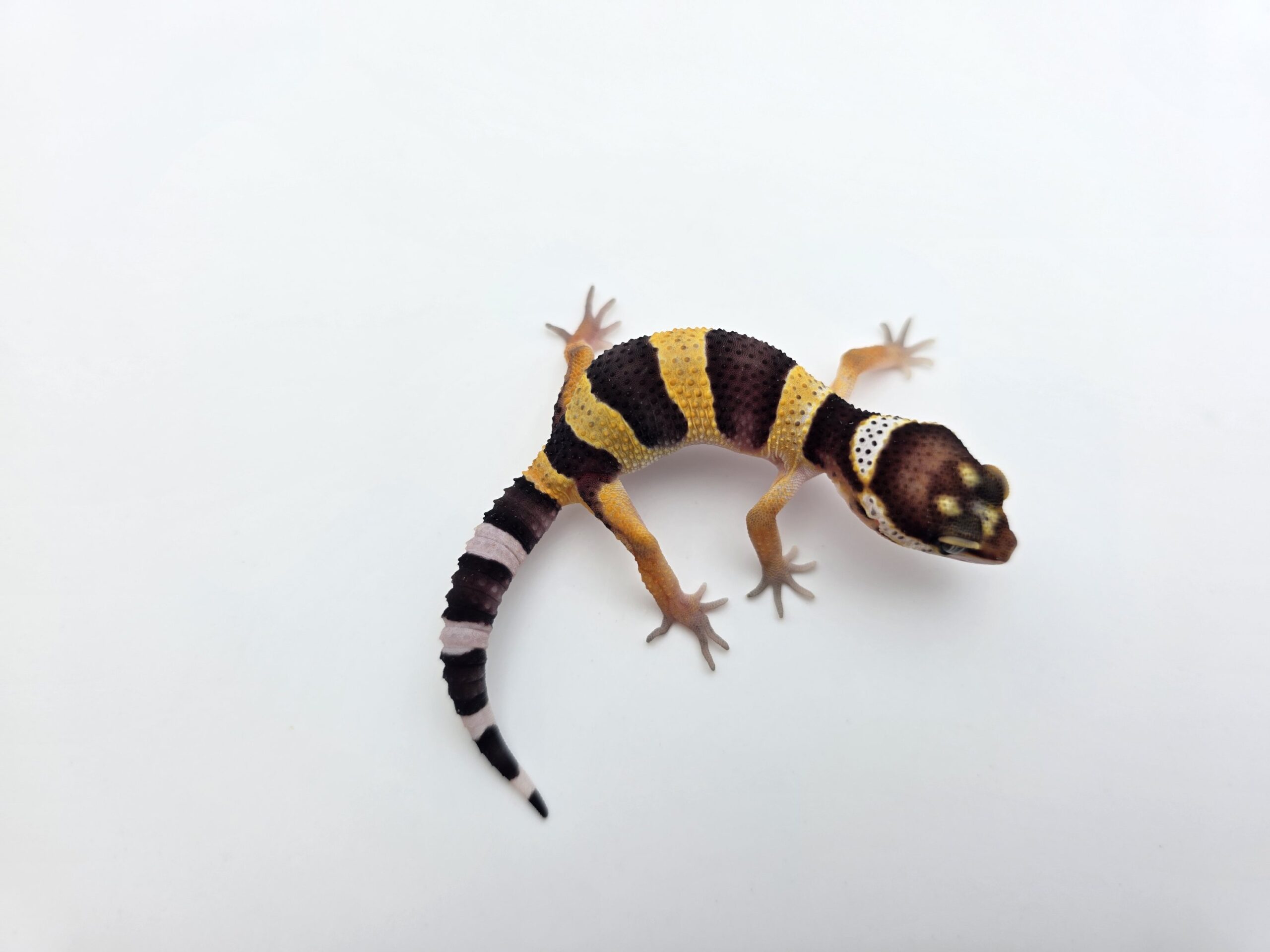 Eublepharis macularius "Black night" Présumé mâle 2026 Nom/référence : DEFILYO