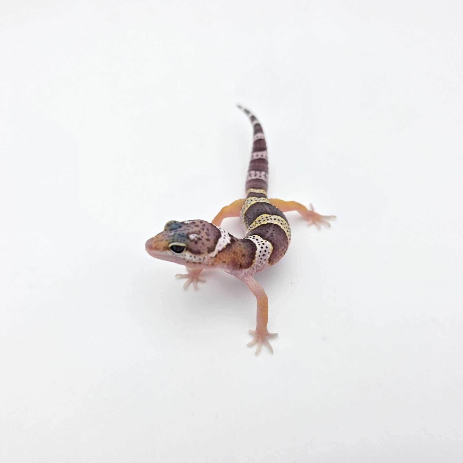 Eublepharis macularius "Mack snow 100% het.blizzard, eclipse, murphy patternless tremper" Présumé femelle 2026 Nom/référence : BALCHI